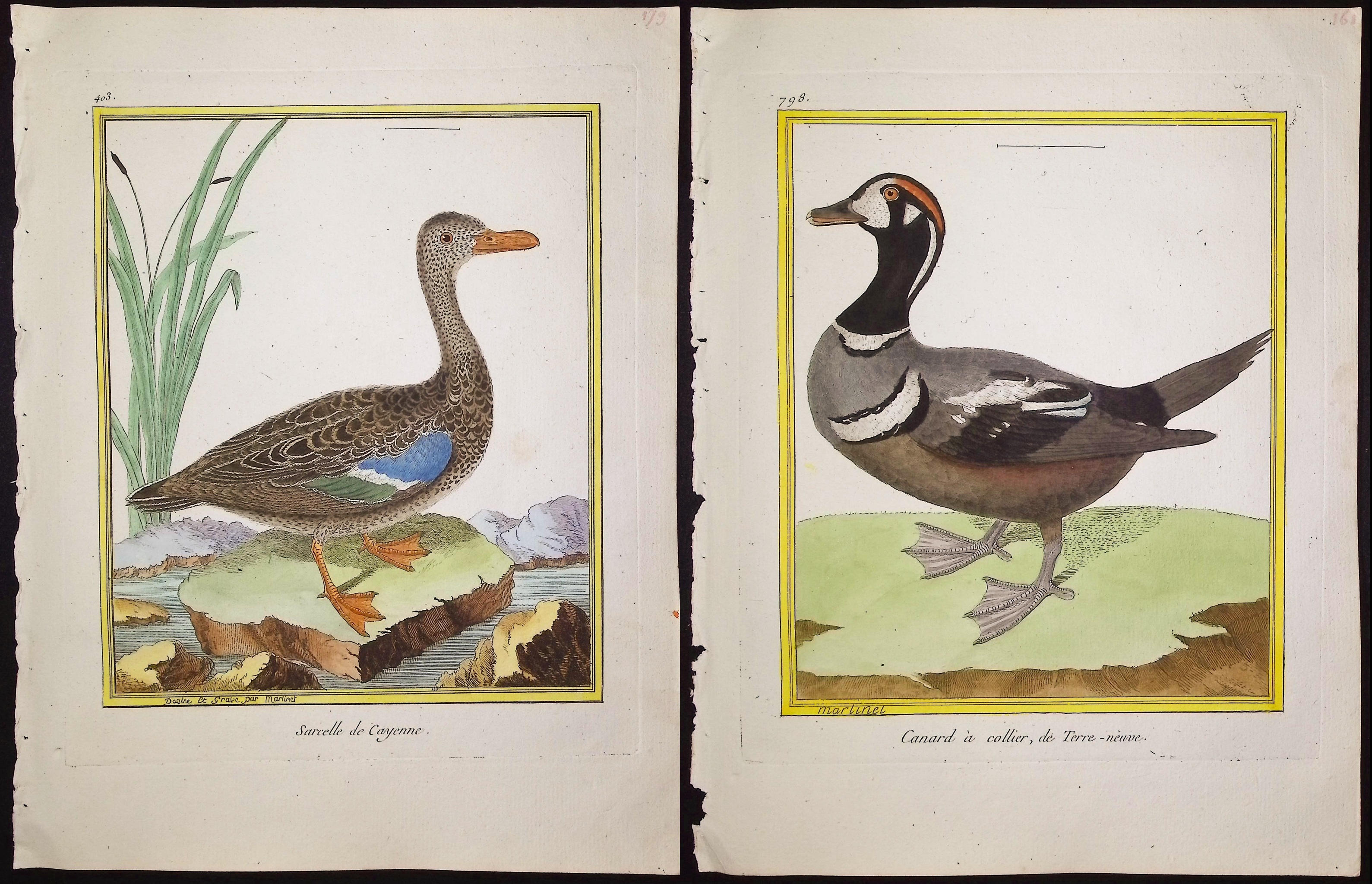 Martinet & Buffon - 21 Duck, Water, or Shore Bird Engravings