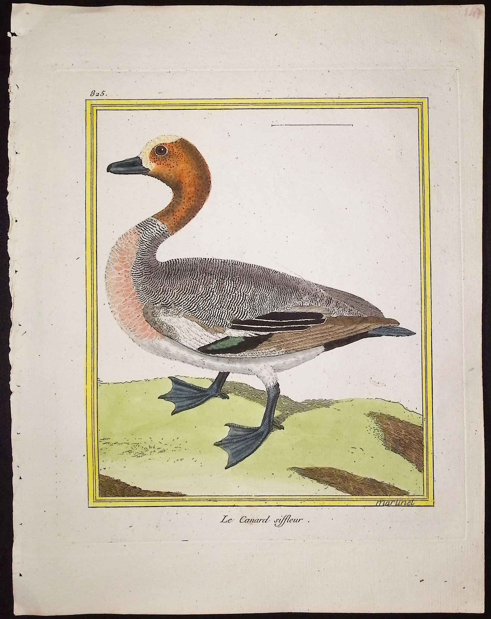 Martinet & Buffon - 21 Duck, Water, or Shore Bird Engravings