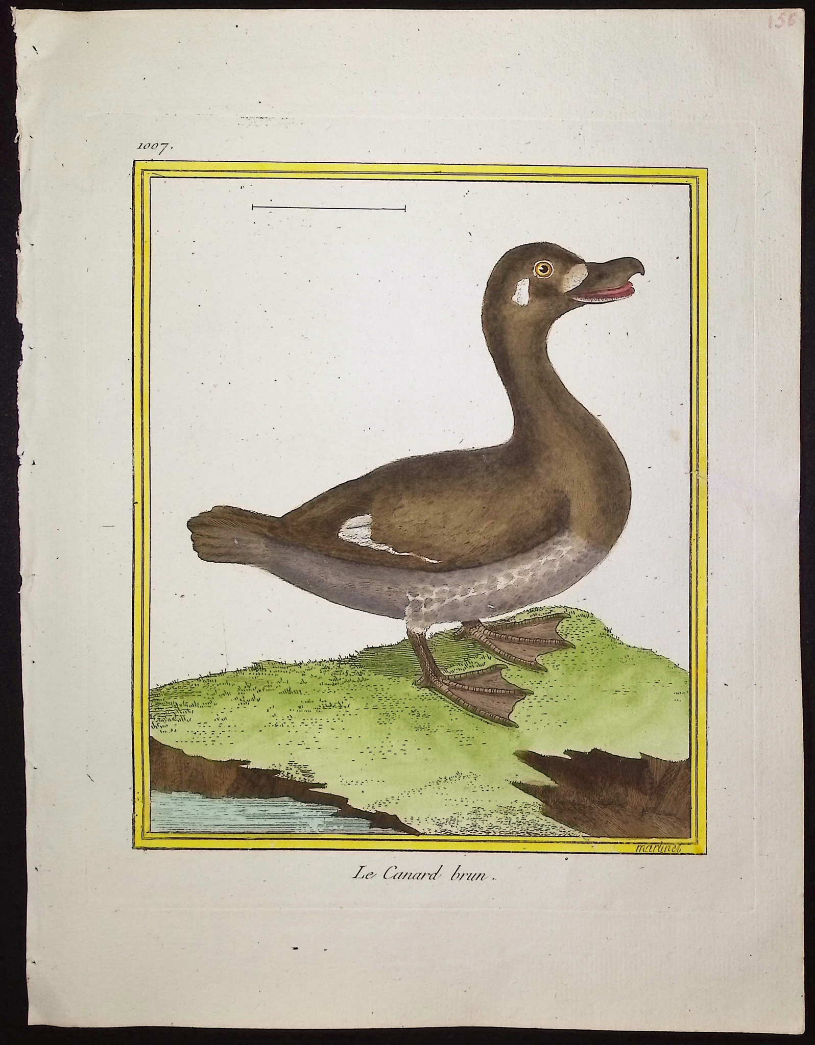 Martinet & Buffon - 21 Duck, Water, or Shore Bird Engravings