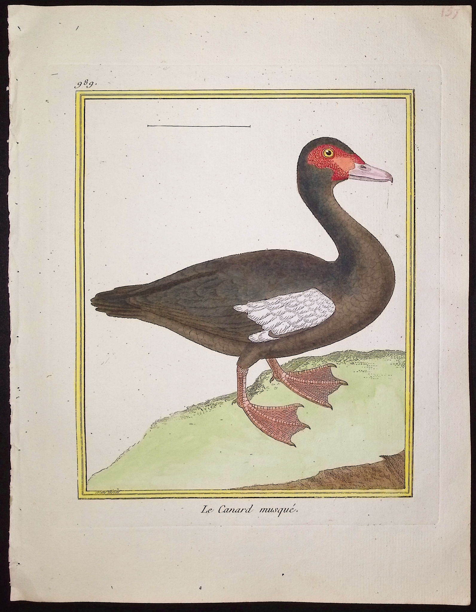Martinet & Buffon - 21 Duck, Water, or Shore Bird Engravings