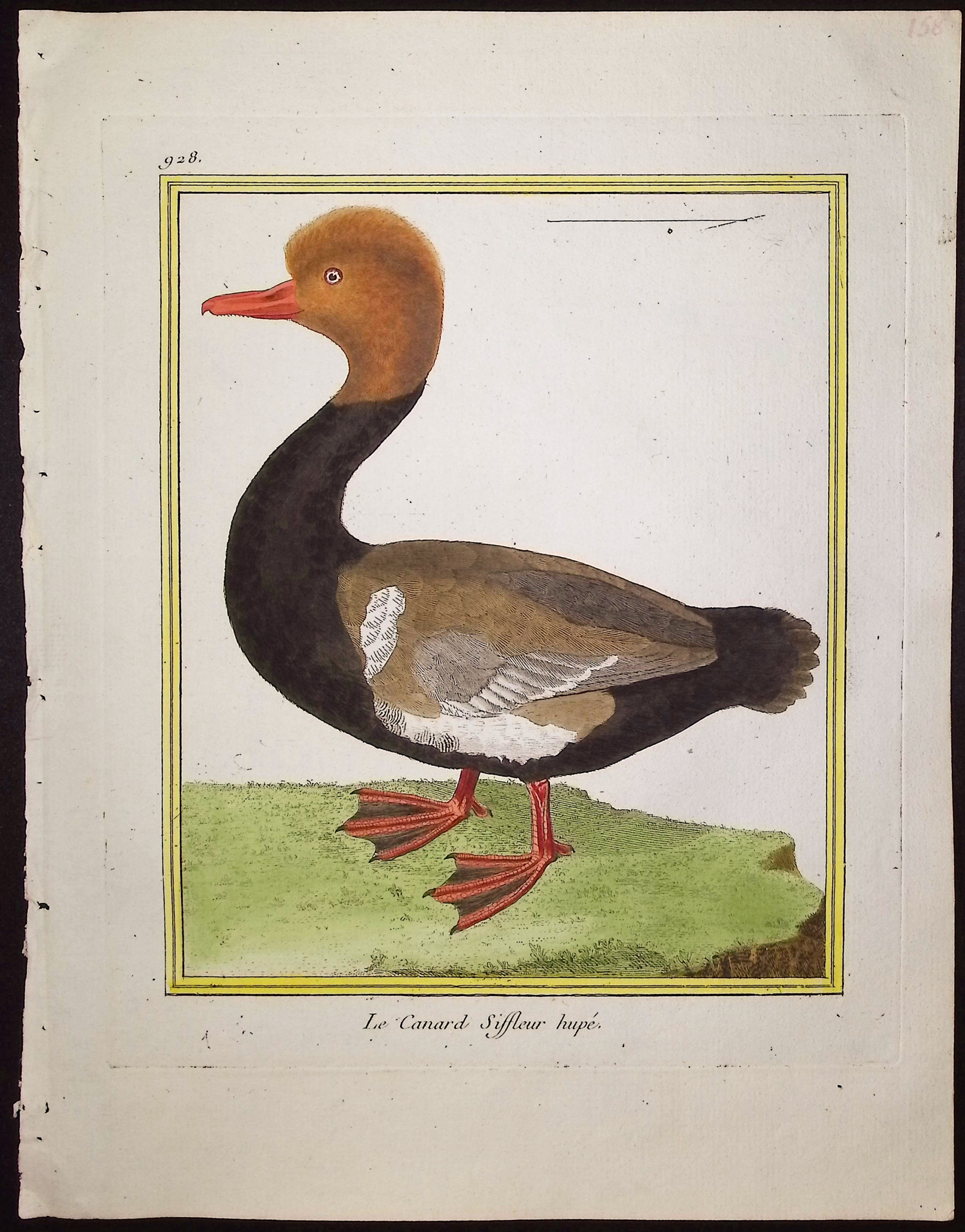 Martinet & Buffon - 21 Duck, Water, or Shore Bird Engravings