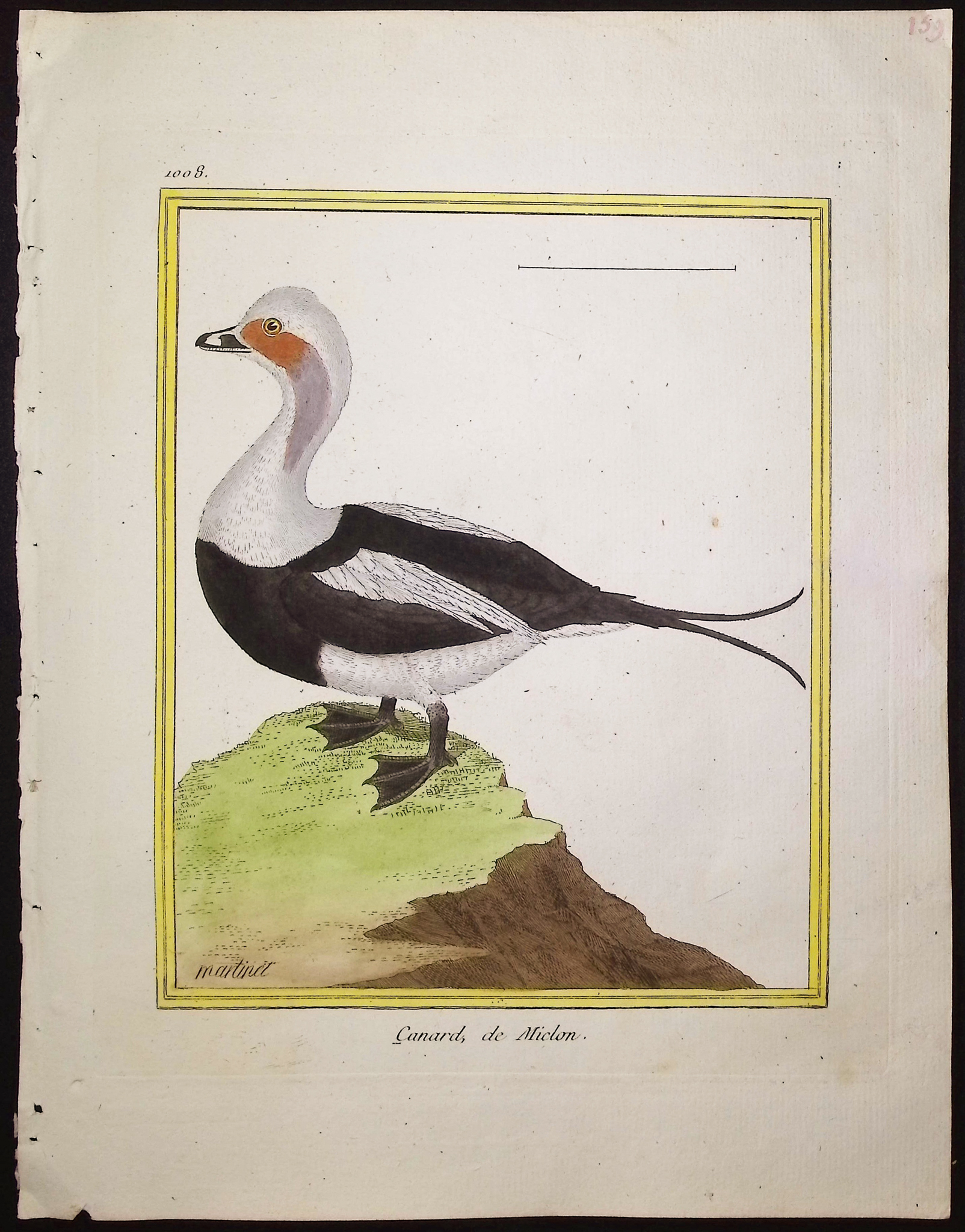 Martinet & Buffon - 21 Duck, Water, or Shore Bird Engravings