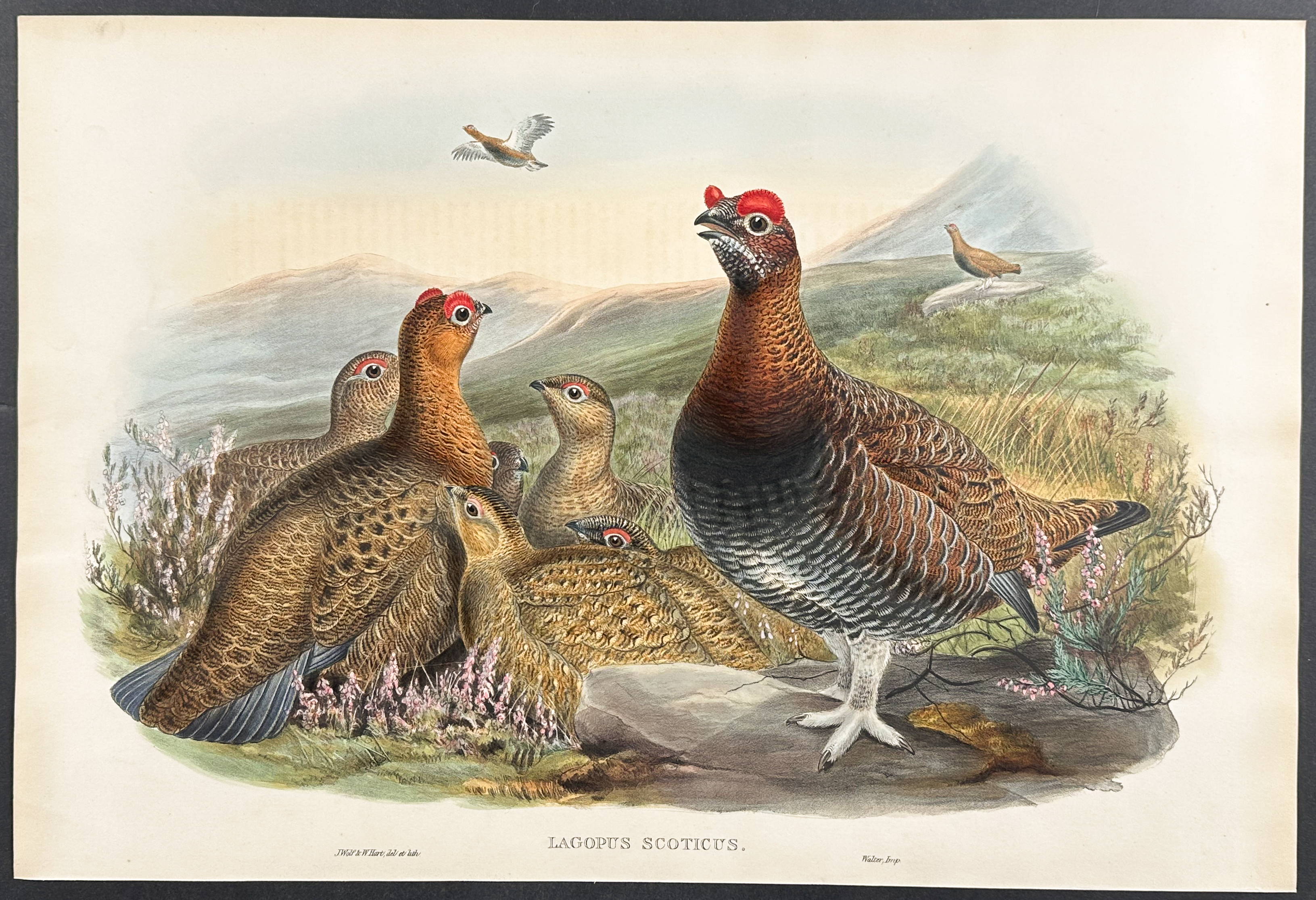Gould, Great Britain - Red Grouse
