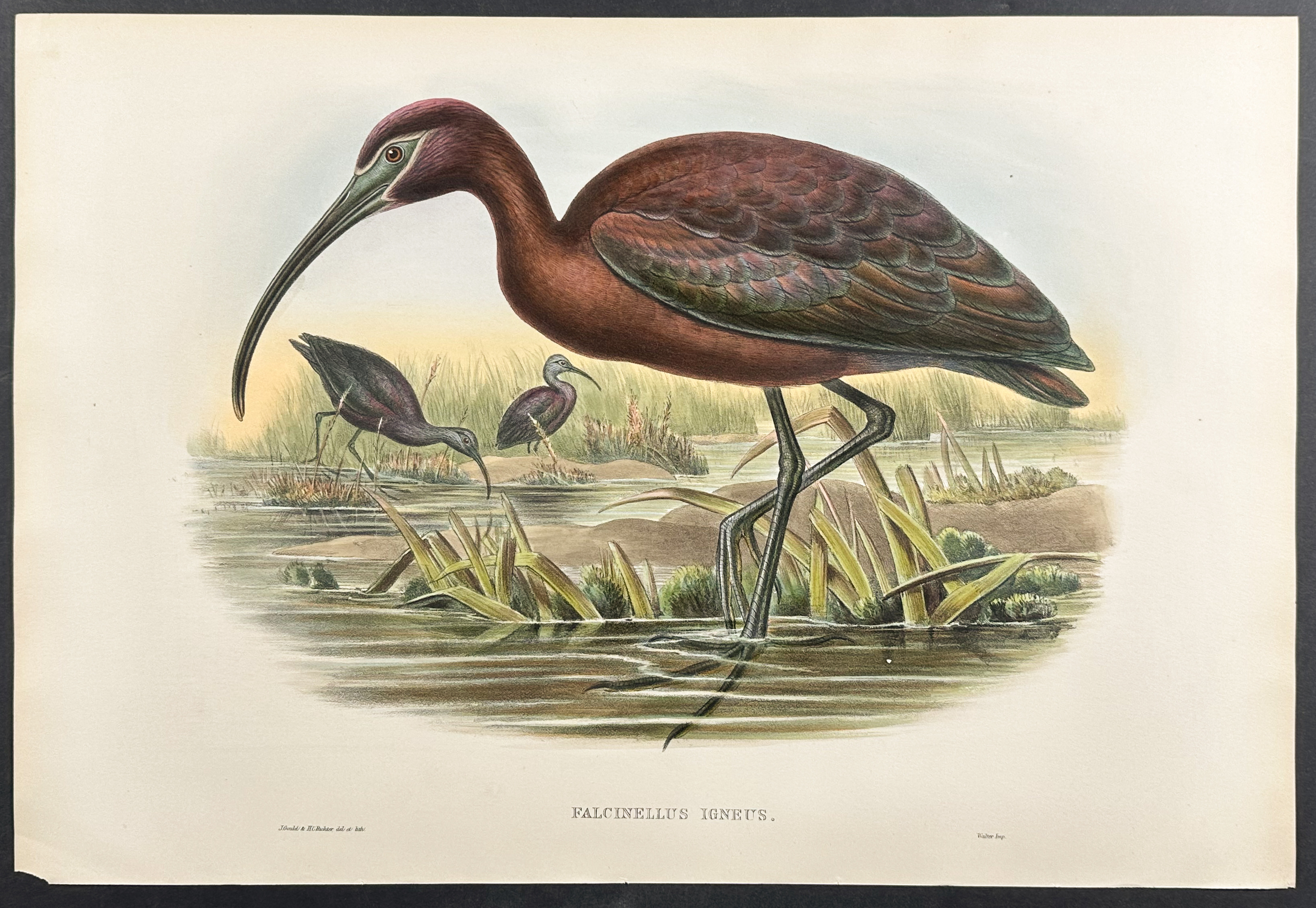Gould, Great Britain - Glossy Ibis