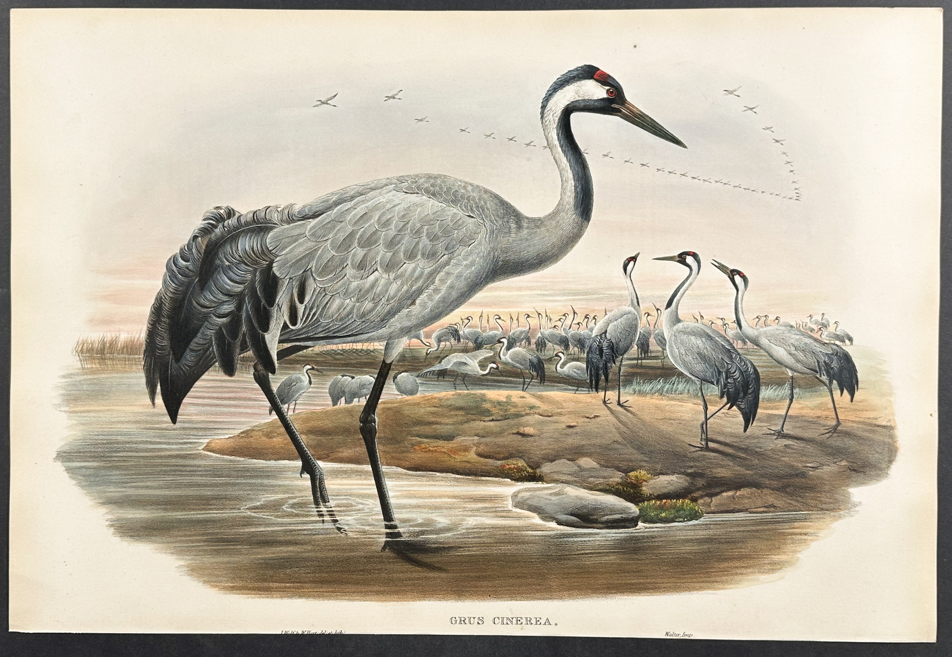 Gould, Great Britain - Common Crane