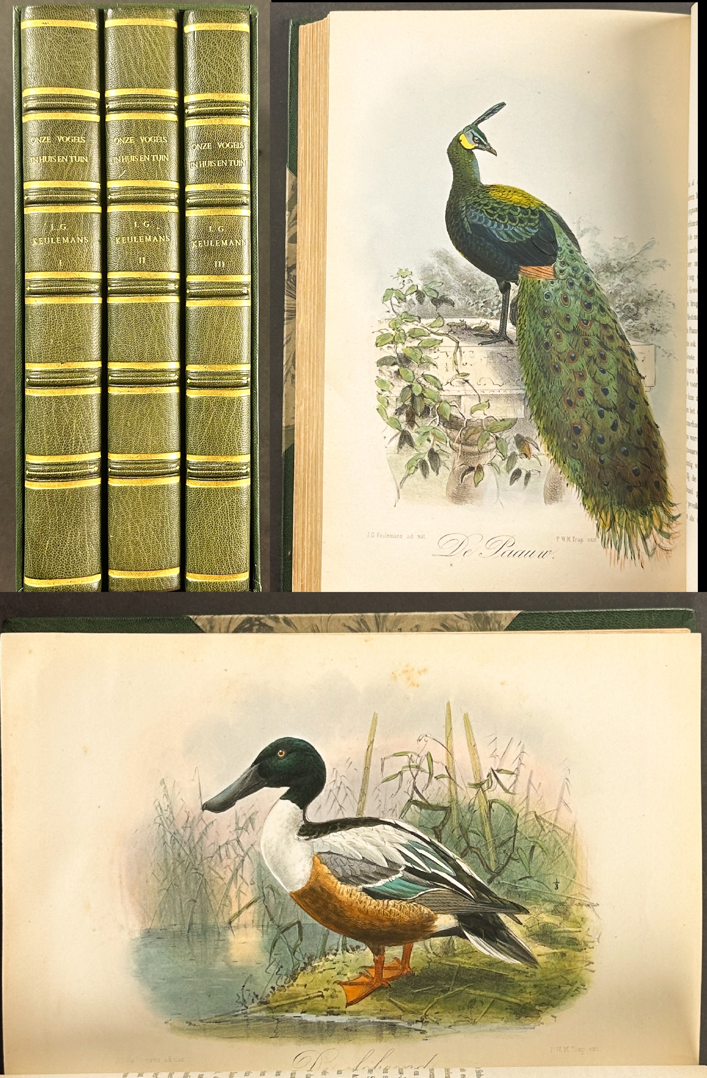 Keulemans' Onze Vogel - Three Volumes with 200 Originally Hand-colored Lithographs