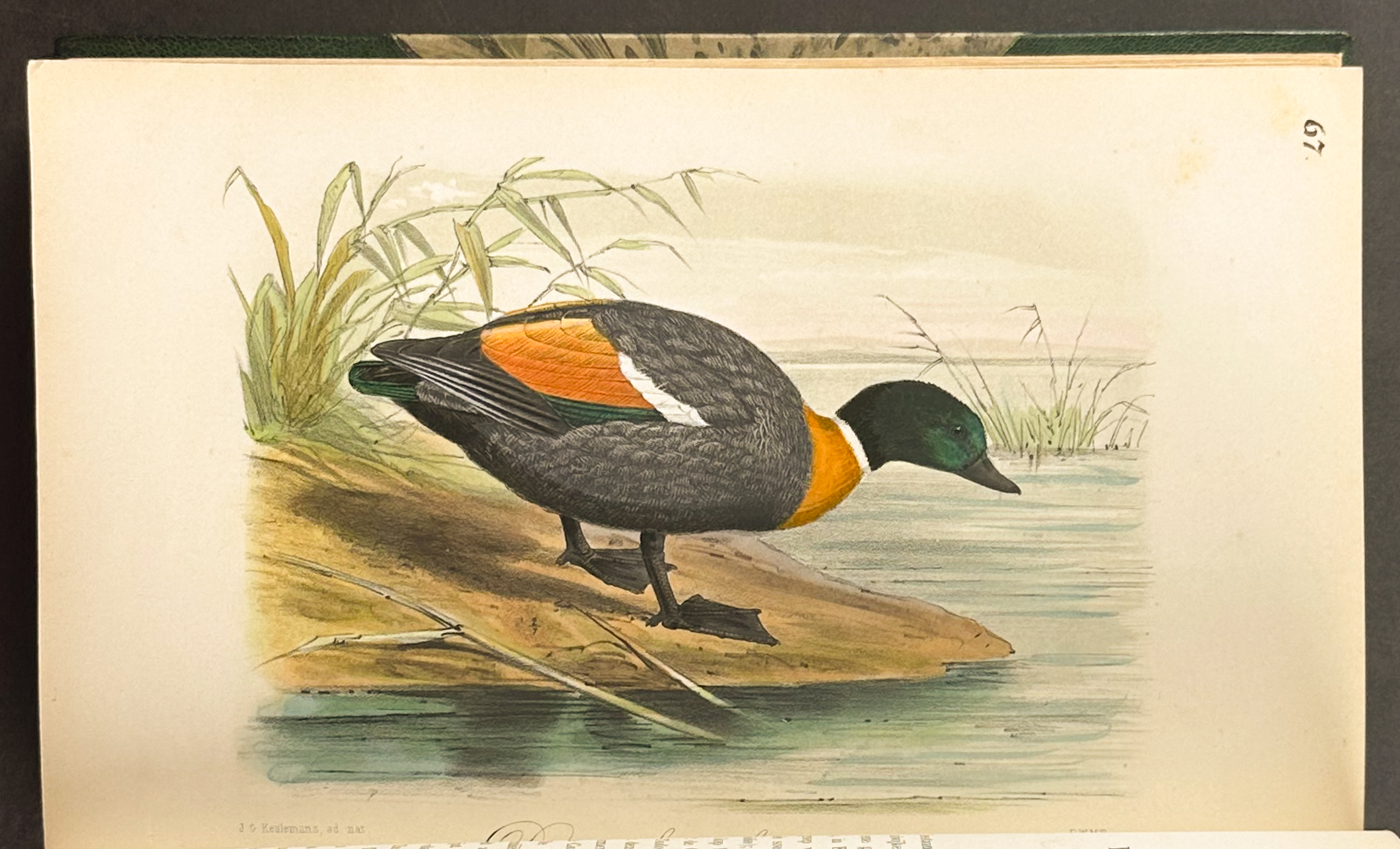 Keulemans' Onze Vogel - Three Volumes with 200 Originally Hand-colored Lithographs