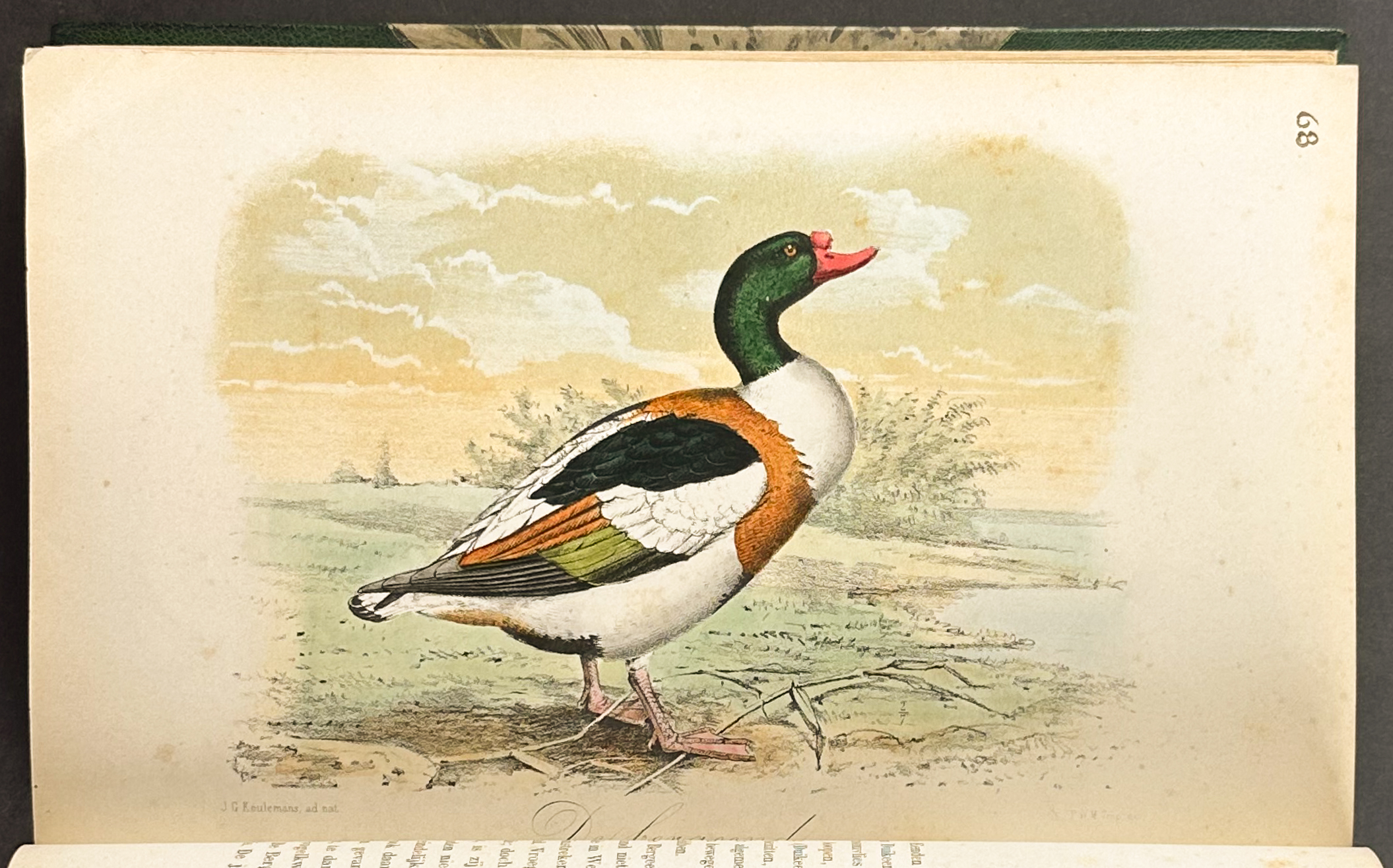 Keulemans' Onze Vogel - Three Volumes with 200 Originally Hand-colored Lithographs