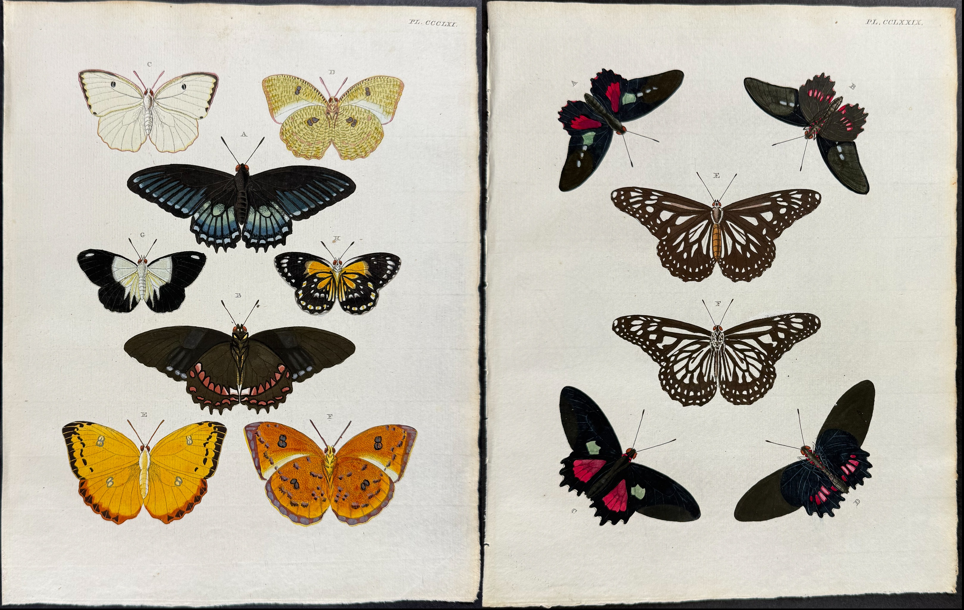 Cramer - 6 Butterfly or Moth Engravings