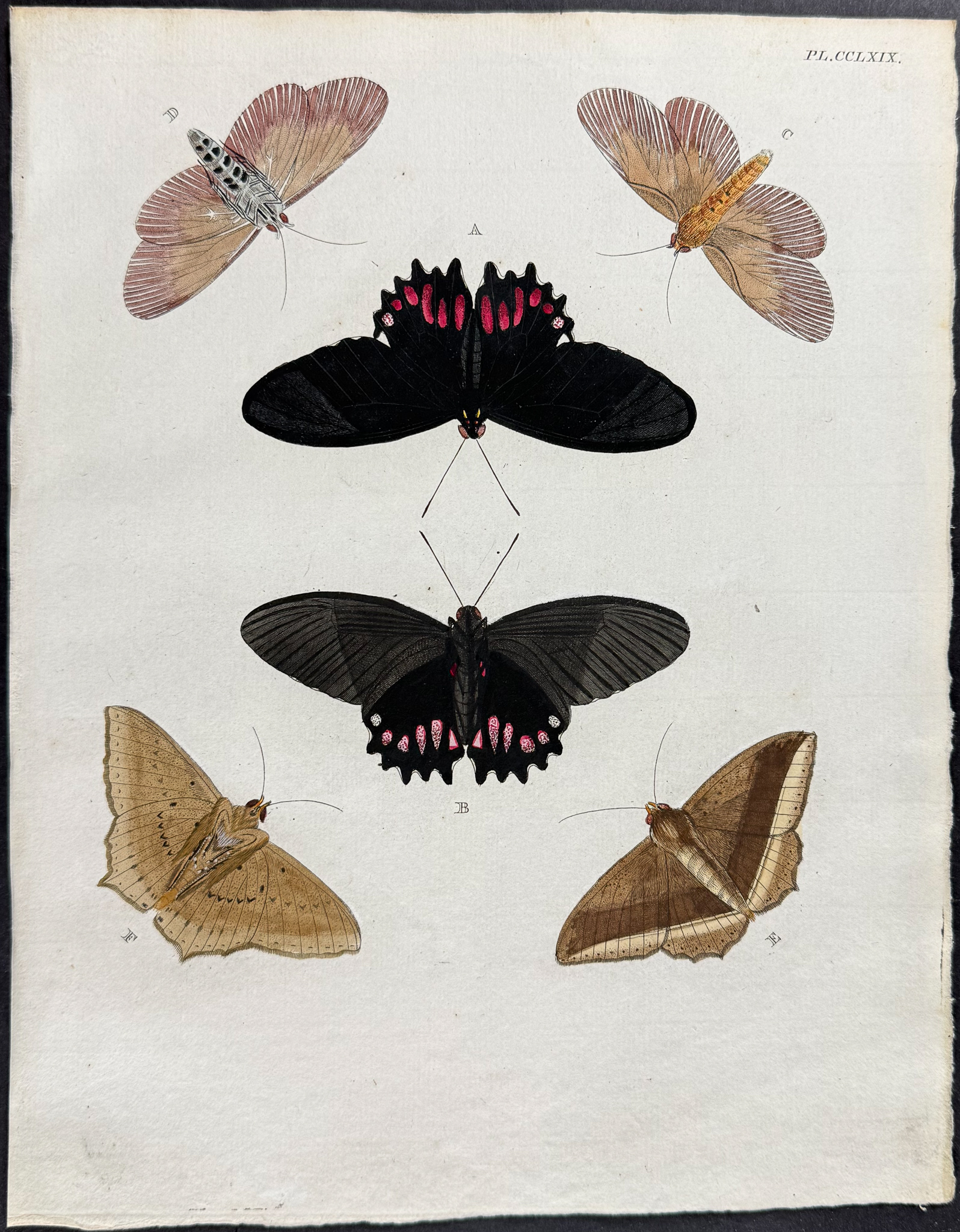 Cramer - 6 Butterfly or Moth Engravings