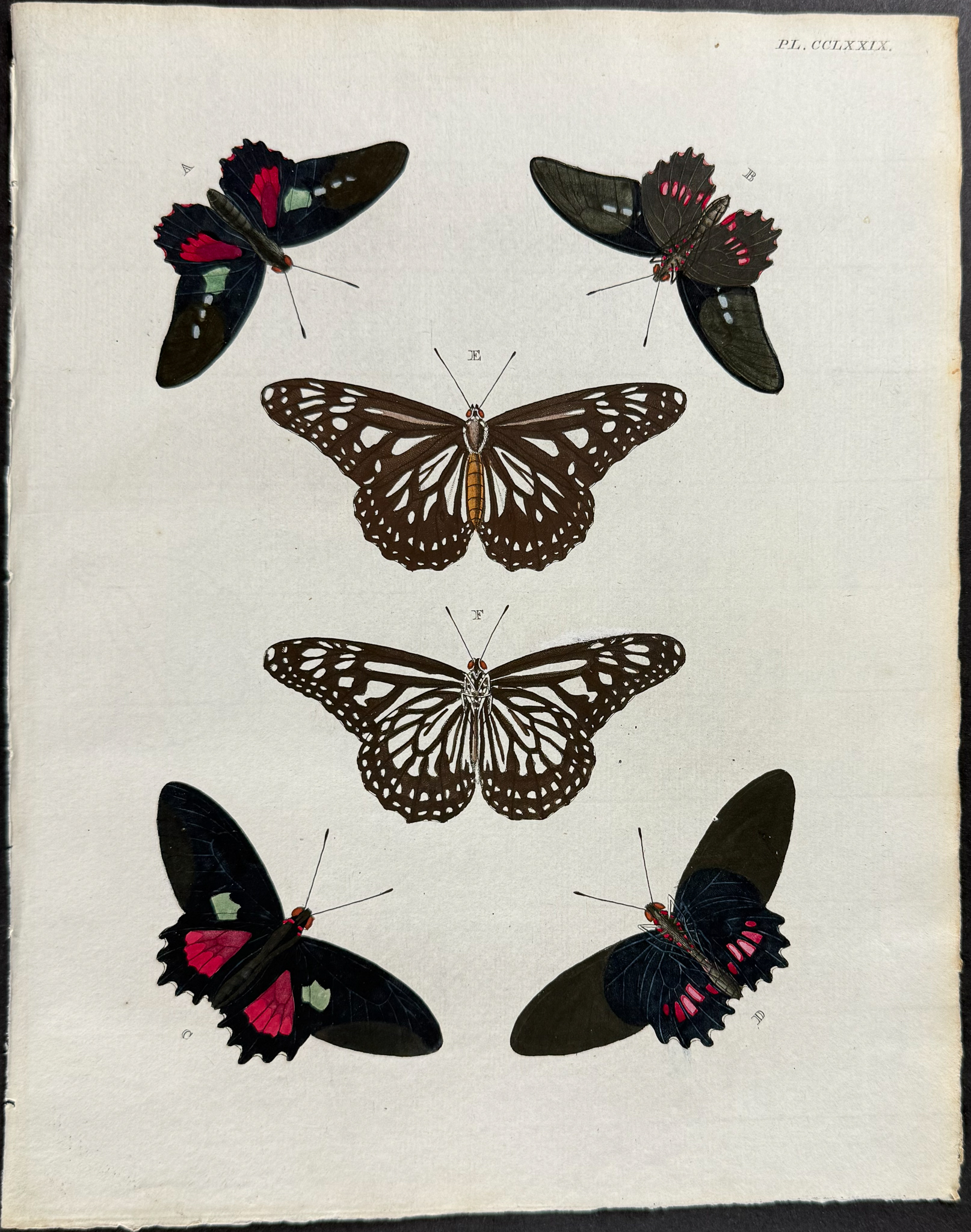 Cramer - 6 Butterfly or Moth Engravings