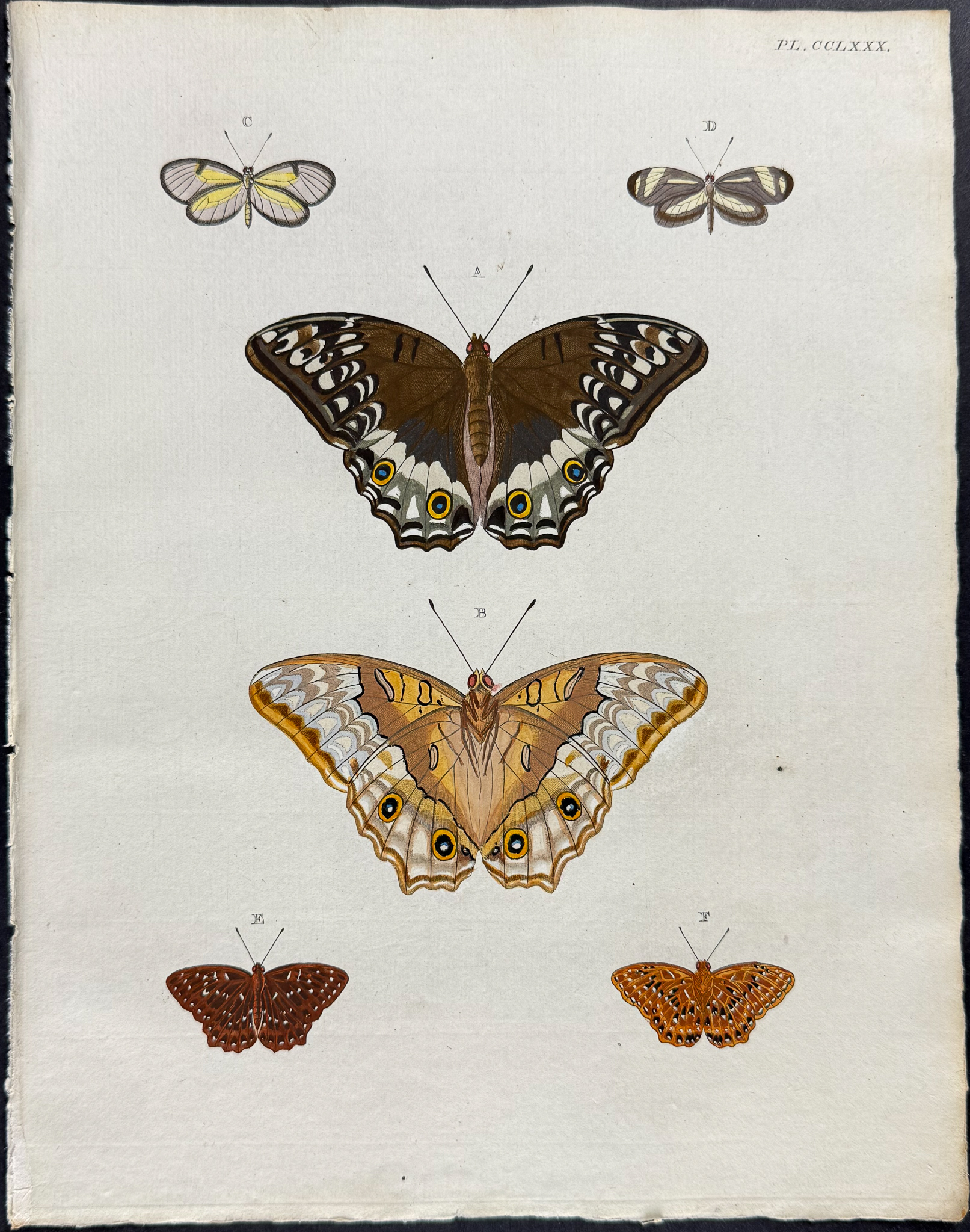 Cramer - 6 Butterfly or Moth Engravings