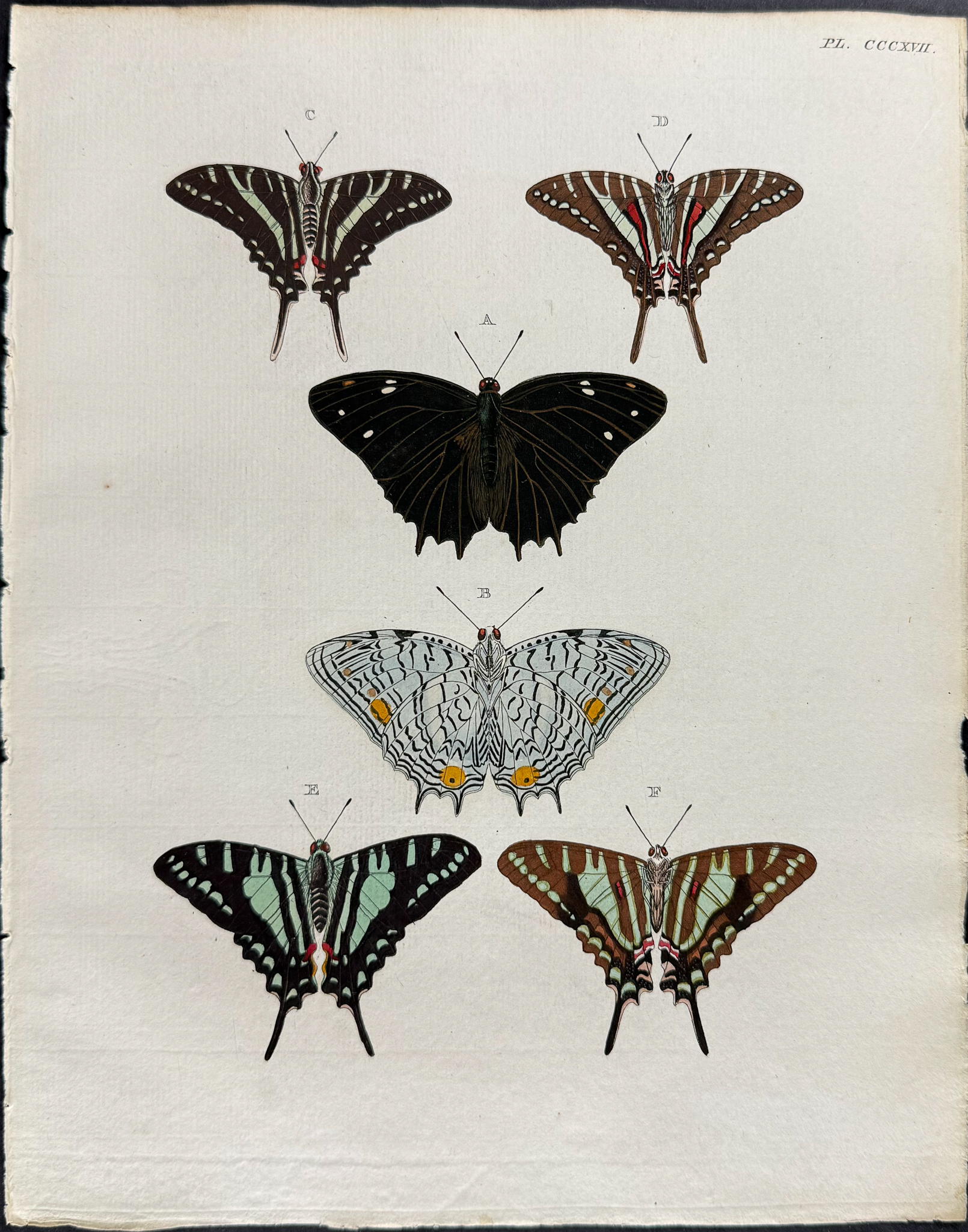 Cramer - 6 Butterfly or Moth Engravings