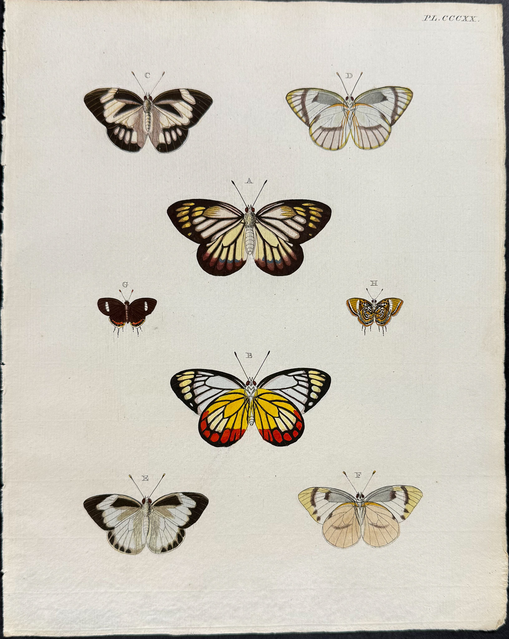 Cramer - 6 Butterfly or Moth Engravings