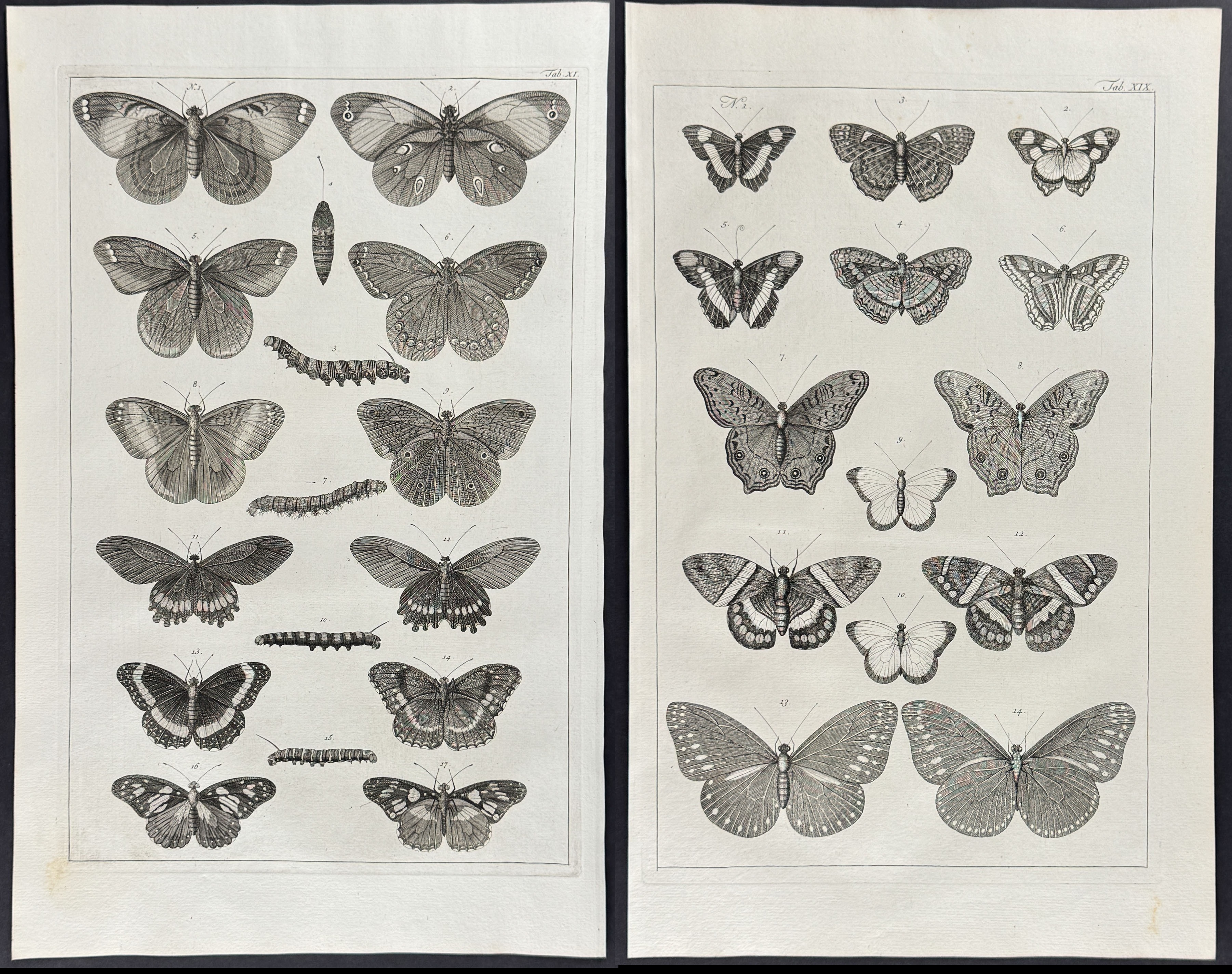 Seba - 5 Butterfly or Moth Engravings