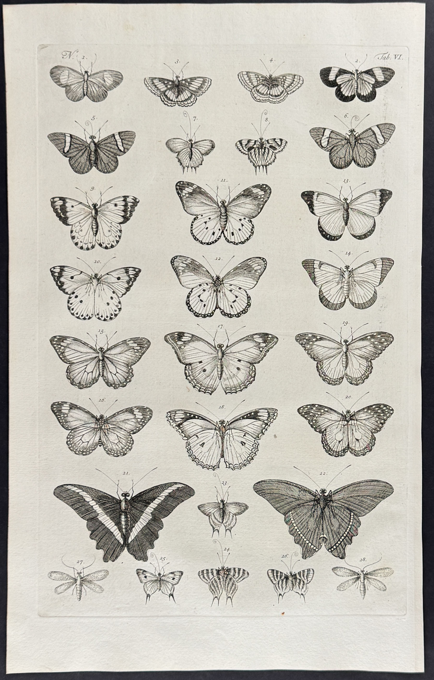 Seba - 5 Butterfly or Moth Engravings