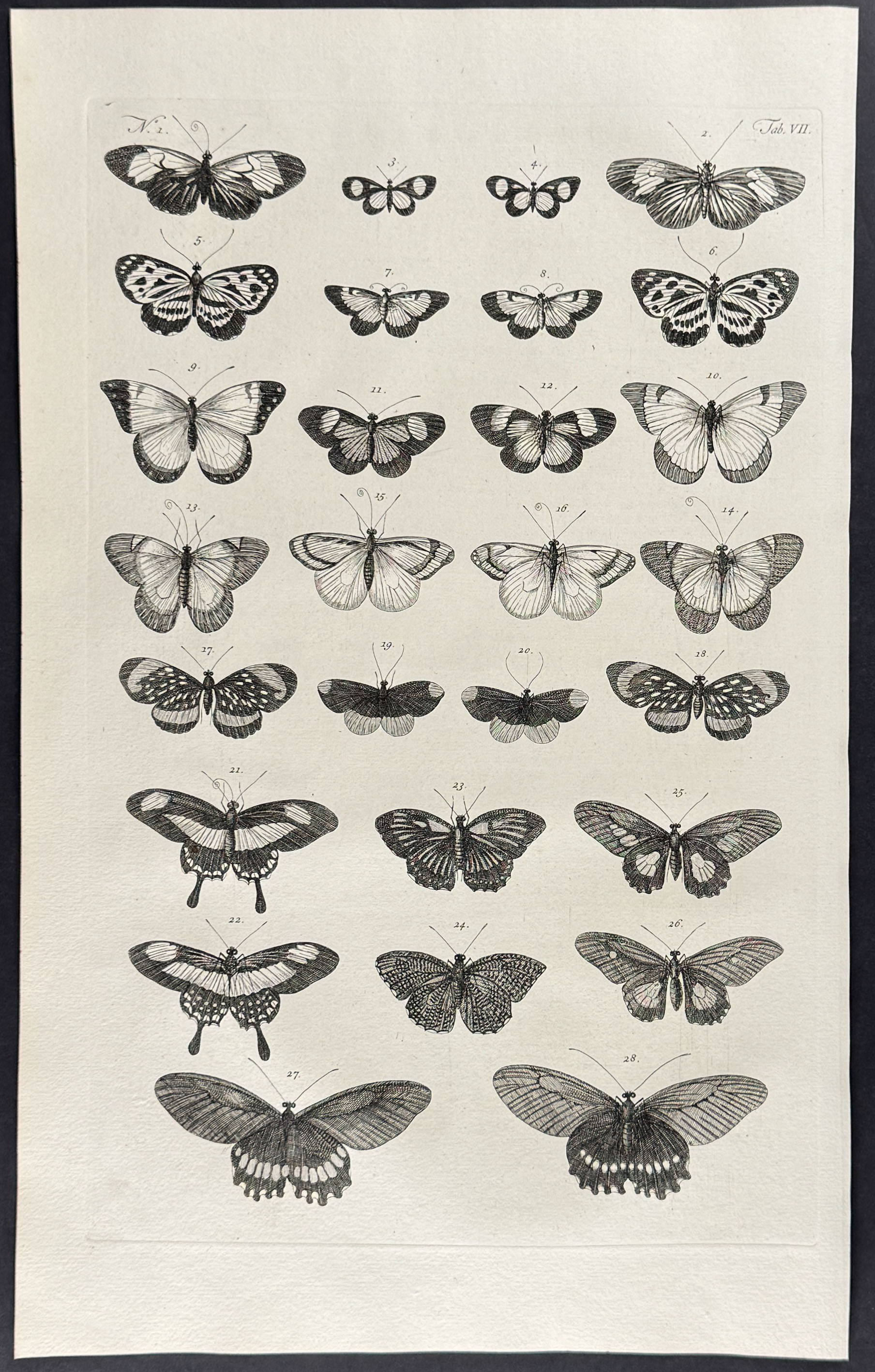 Seba - 5 Butterfly or Moth Engravings