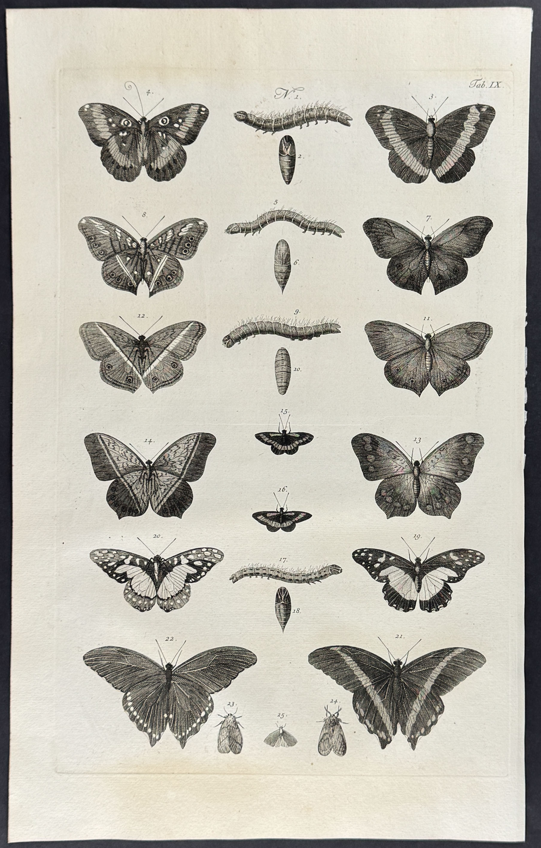 Seba - 5 Butterfly or Moth Engravings