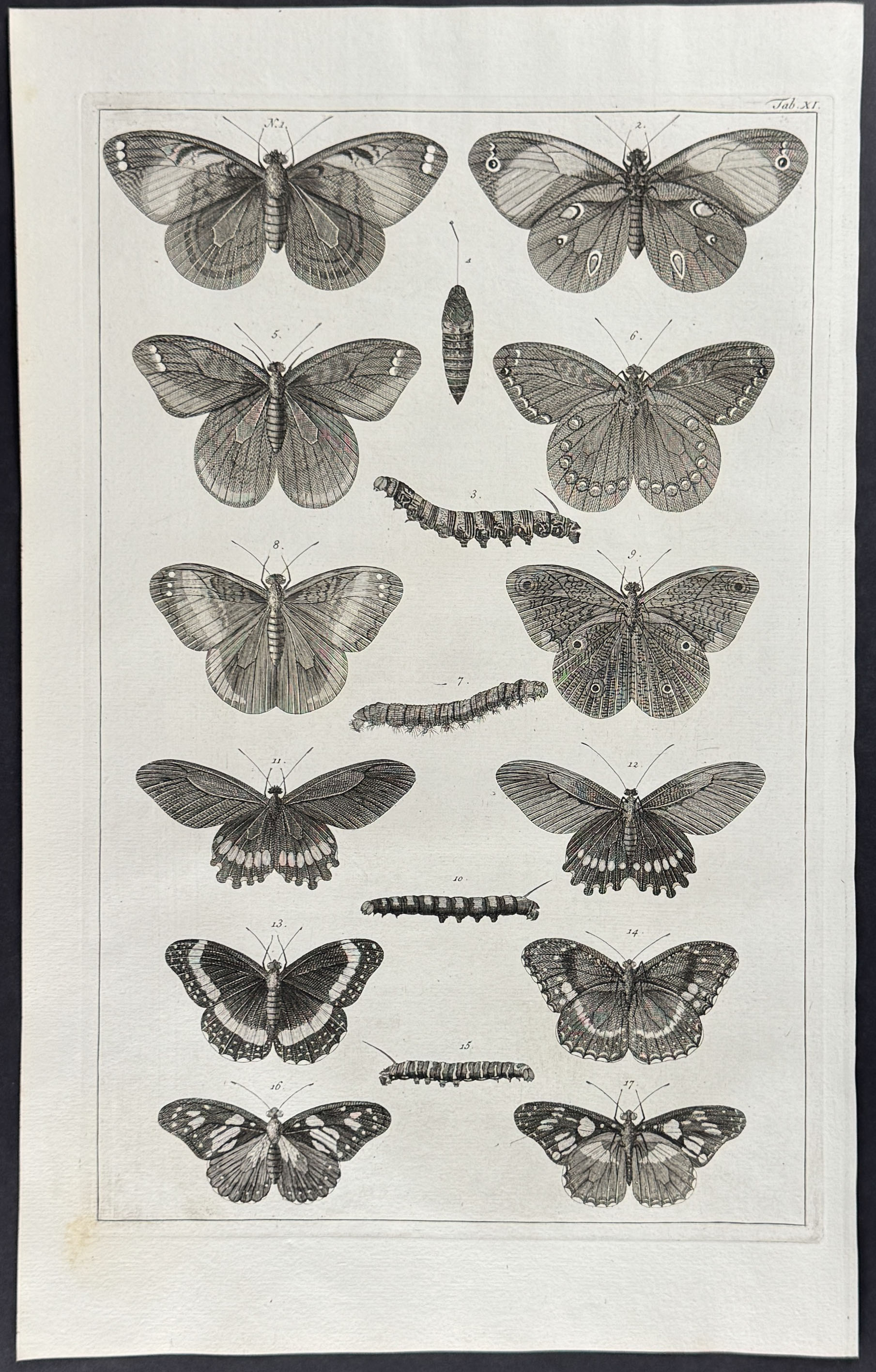 Seba - 5 Butterfly or Moth Engravings