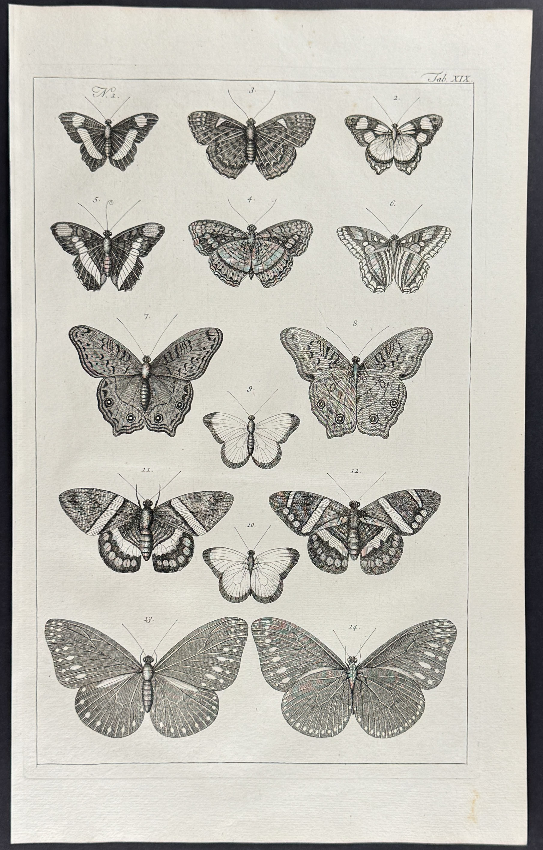 Seba - 5 Butterfly or Moth Engravings