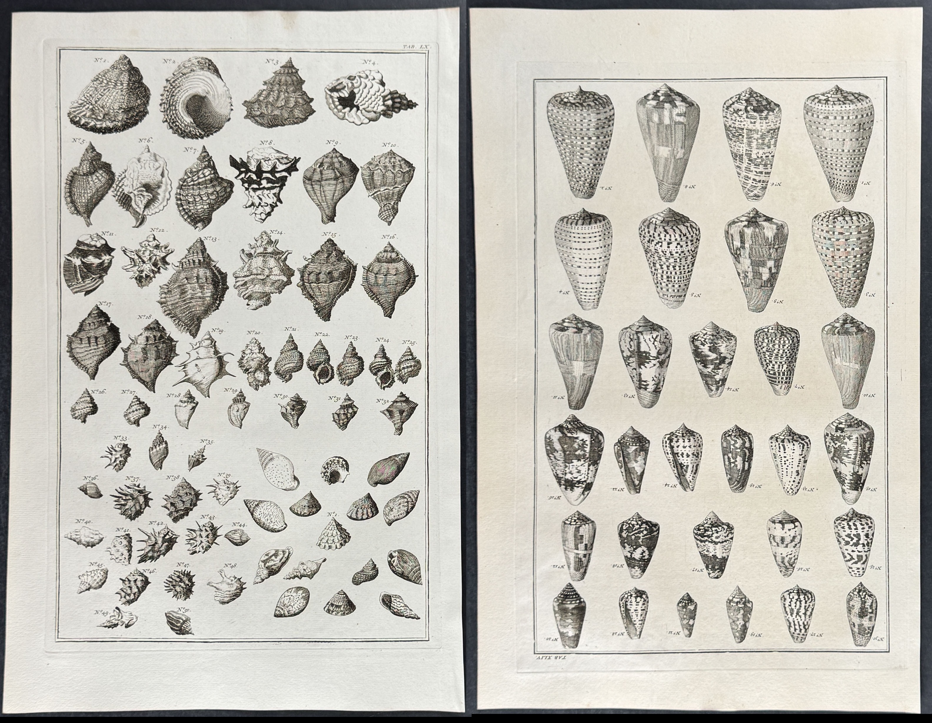 Seba - 6 Shell Engravings