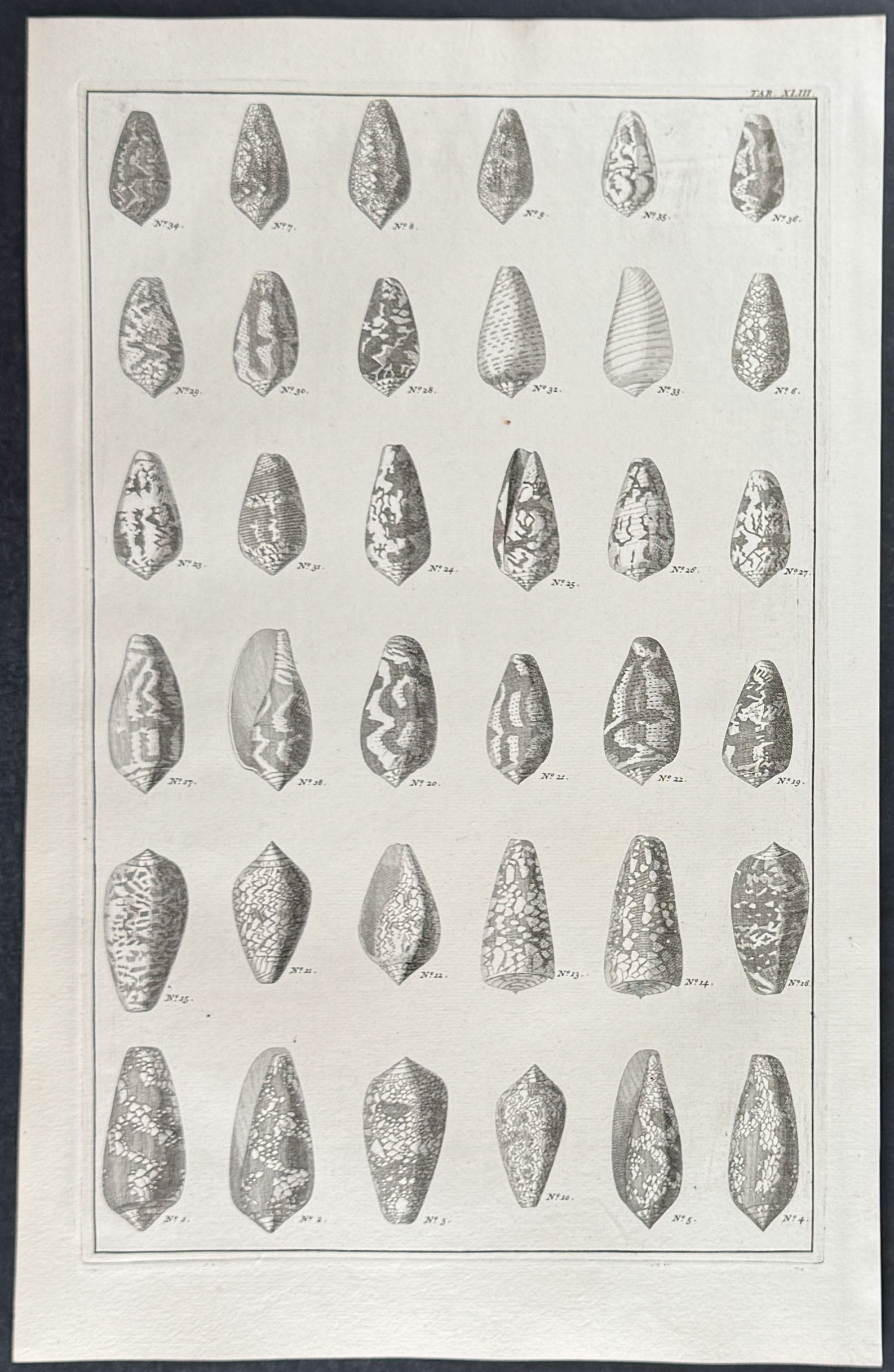 Seba - 6 Shell Engravings