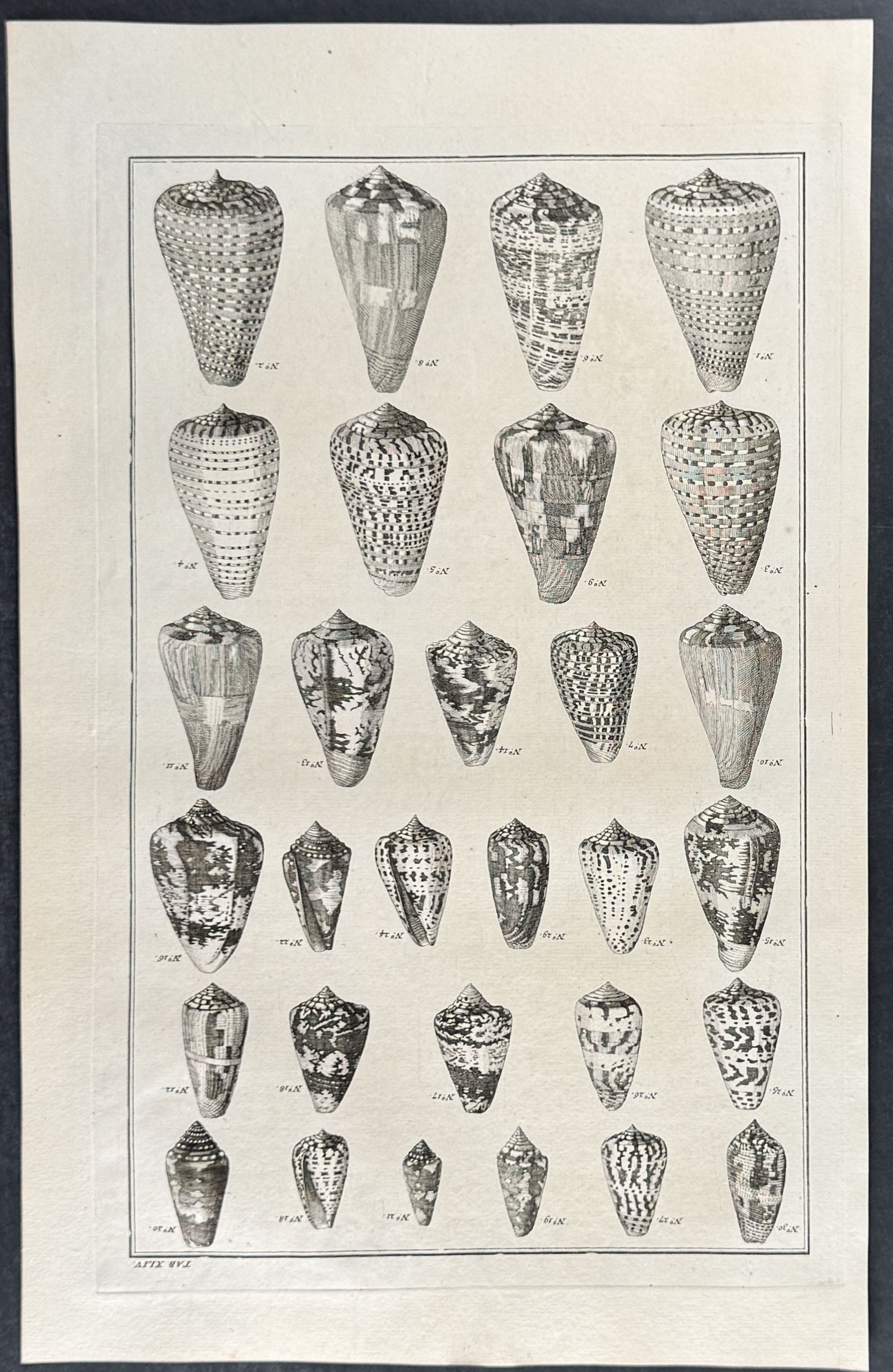 Seba - 6 Shell Engravings