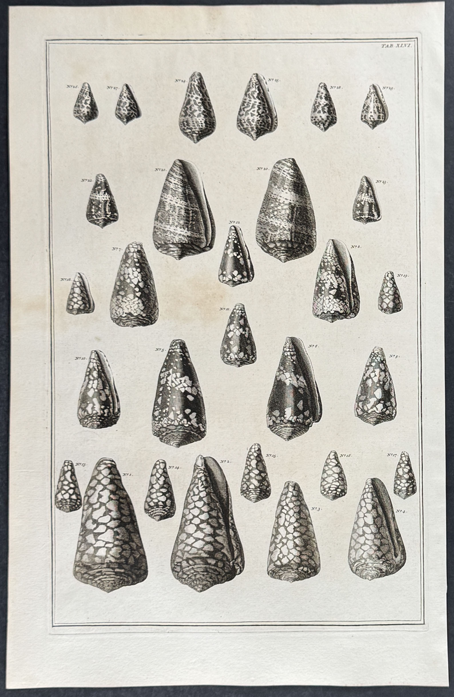 Seba - 6 Shell Engravings