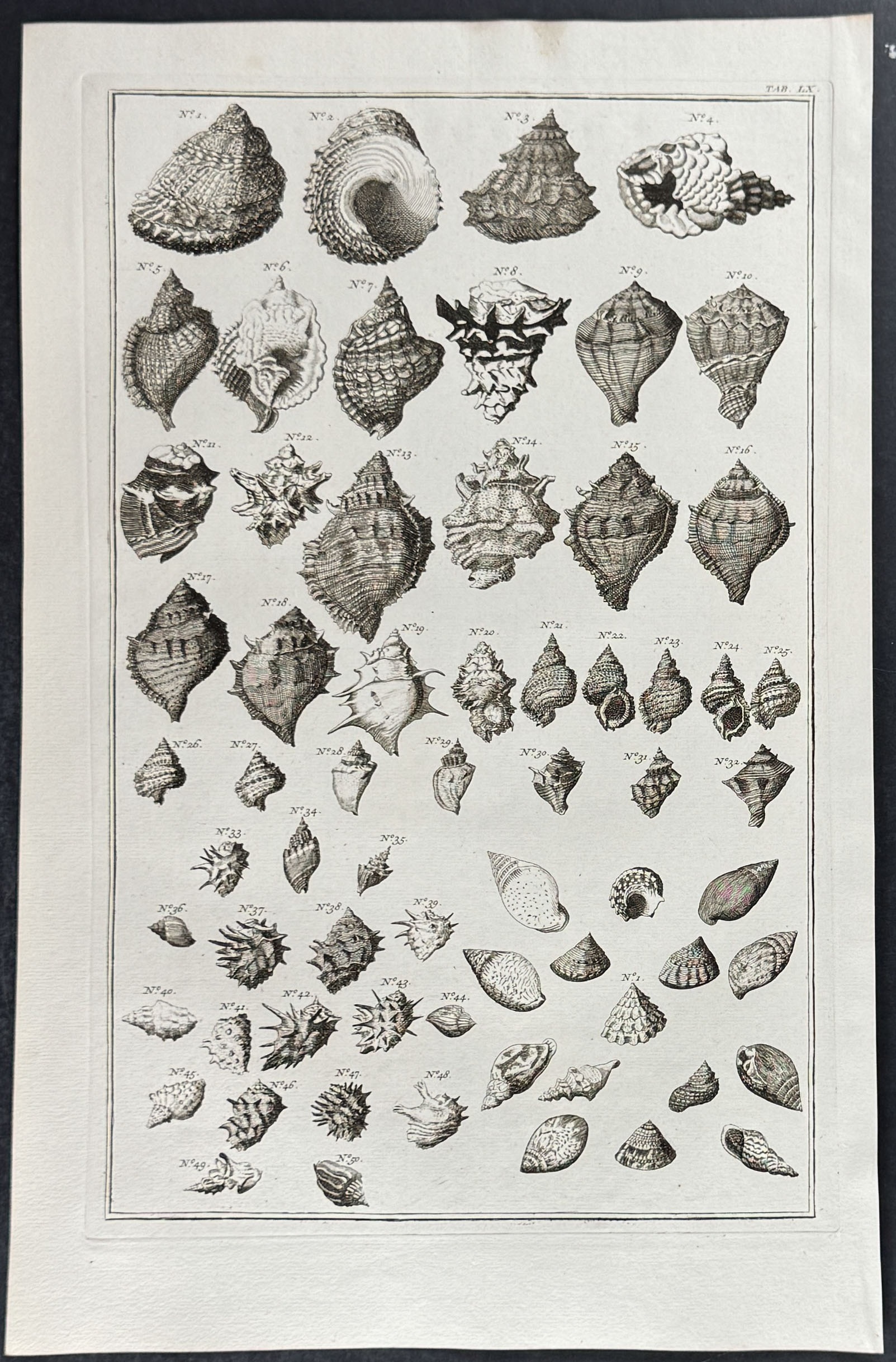Seba - 6 Shell Engravings