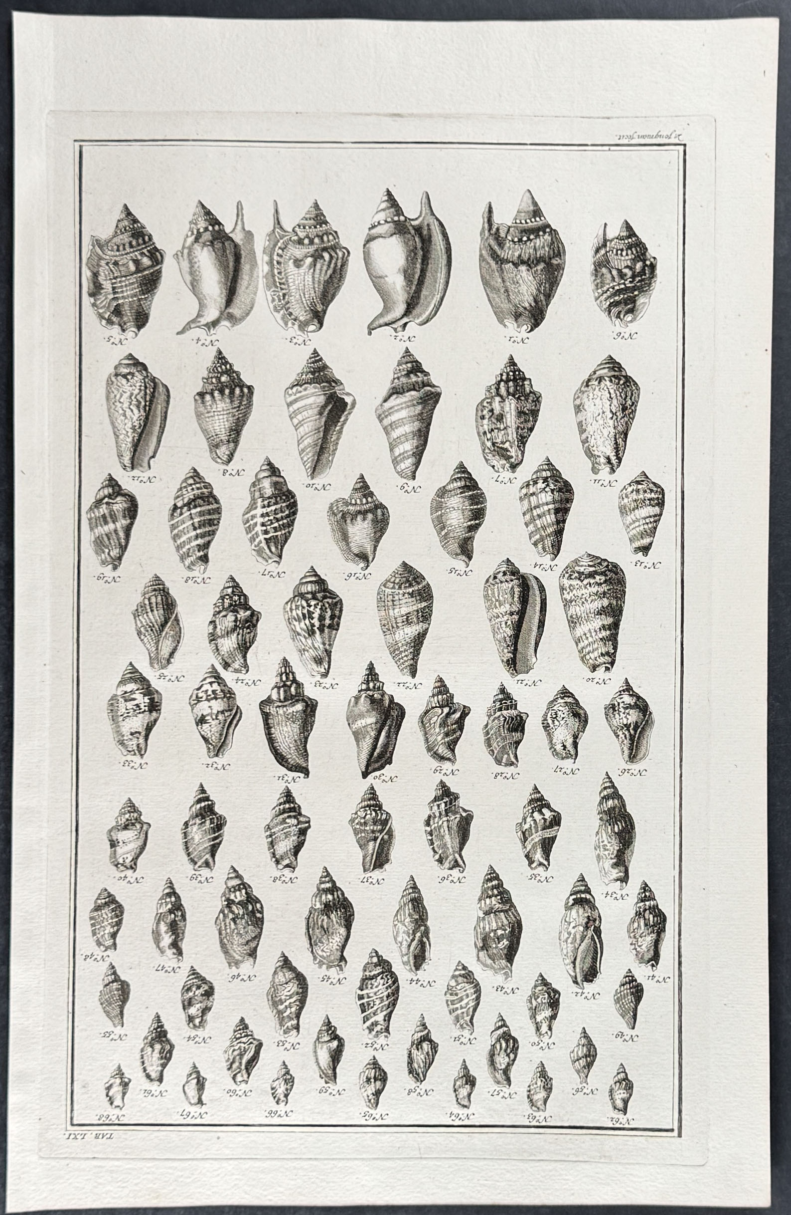 Seba - 6 Shell Engravings