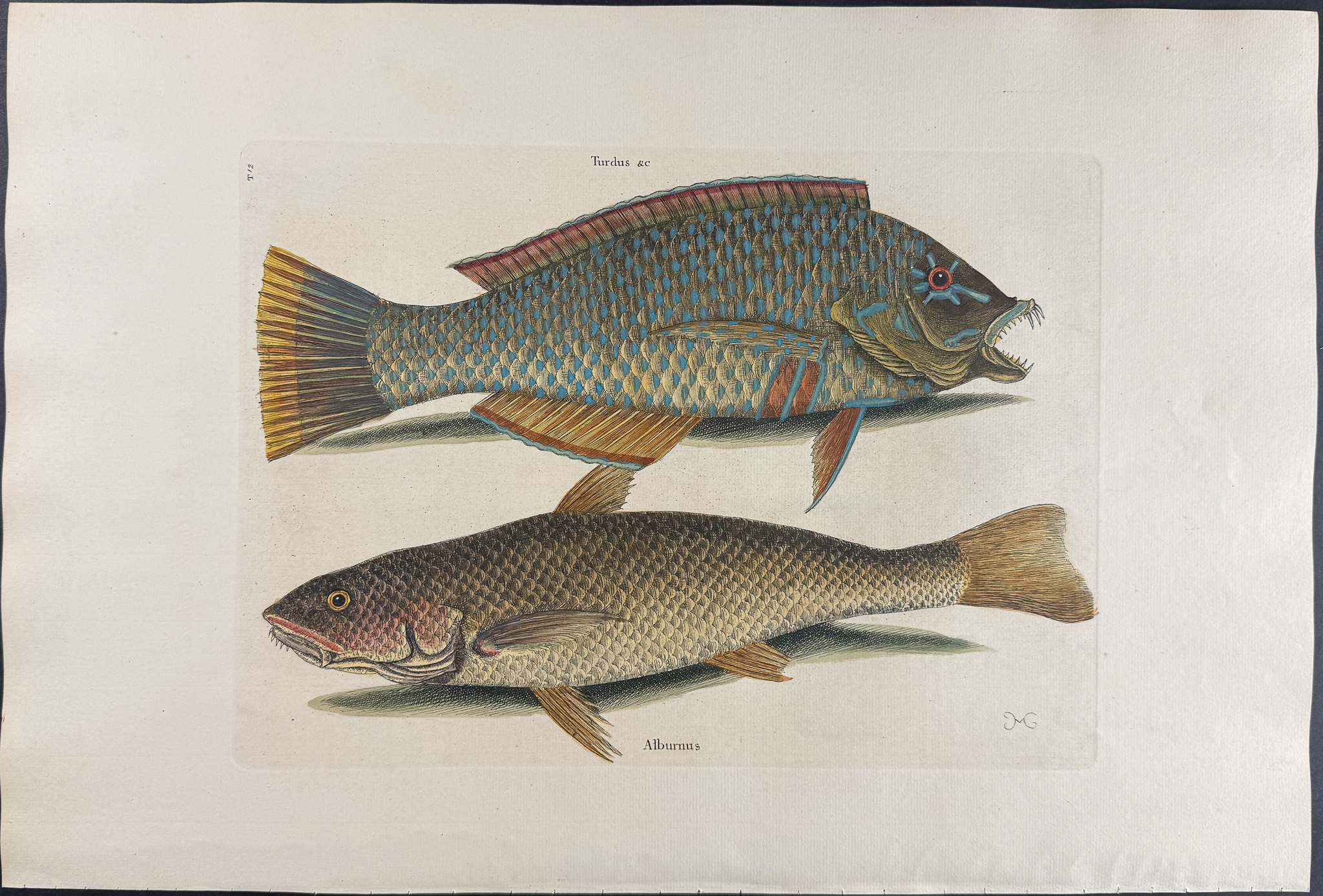 Catesby, Folio - Pudding-Wife & Carolina Whiting. 2-12
