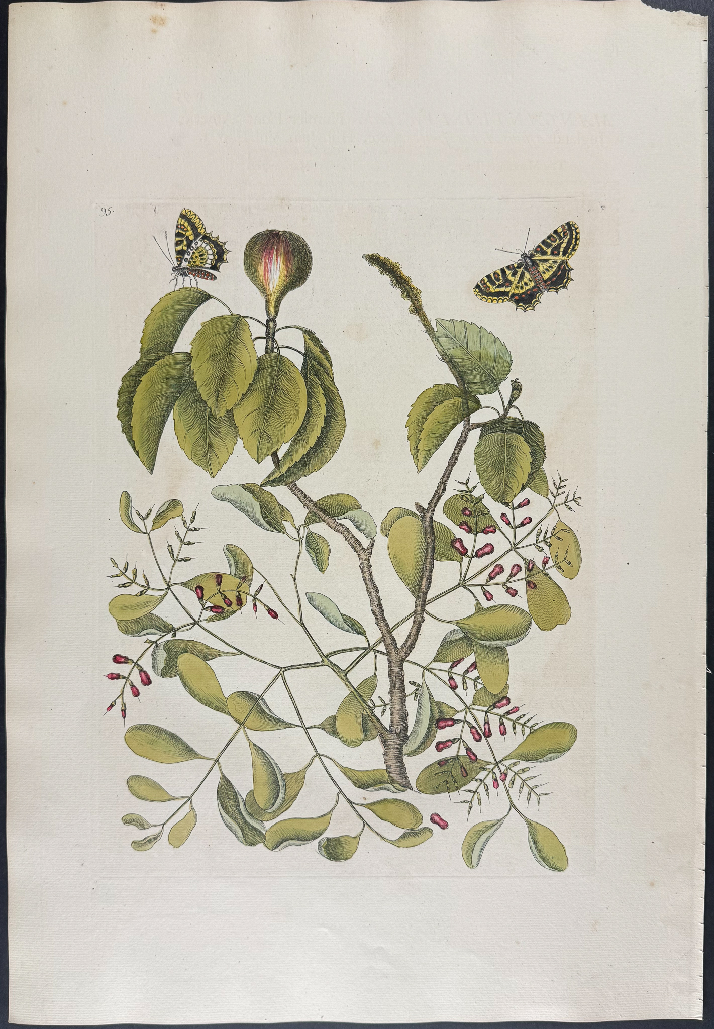 Catesby, Folio - Mancaneel Tree with two Butterflies. 2-95