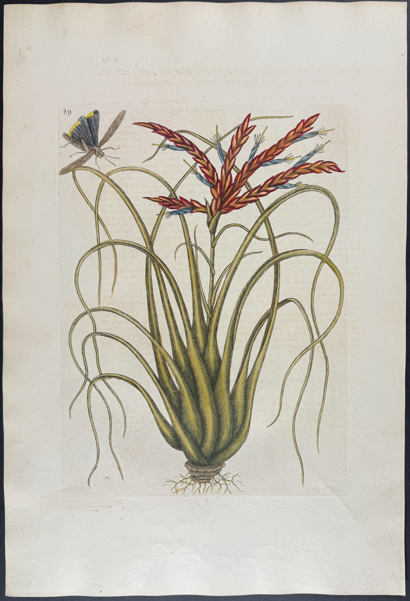 Catesby, Folio - Wild Pine with Locusta (Cricket). 2-89
