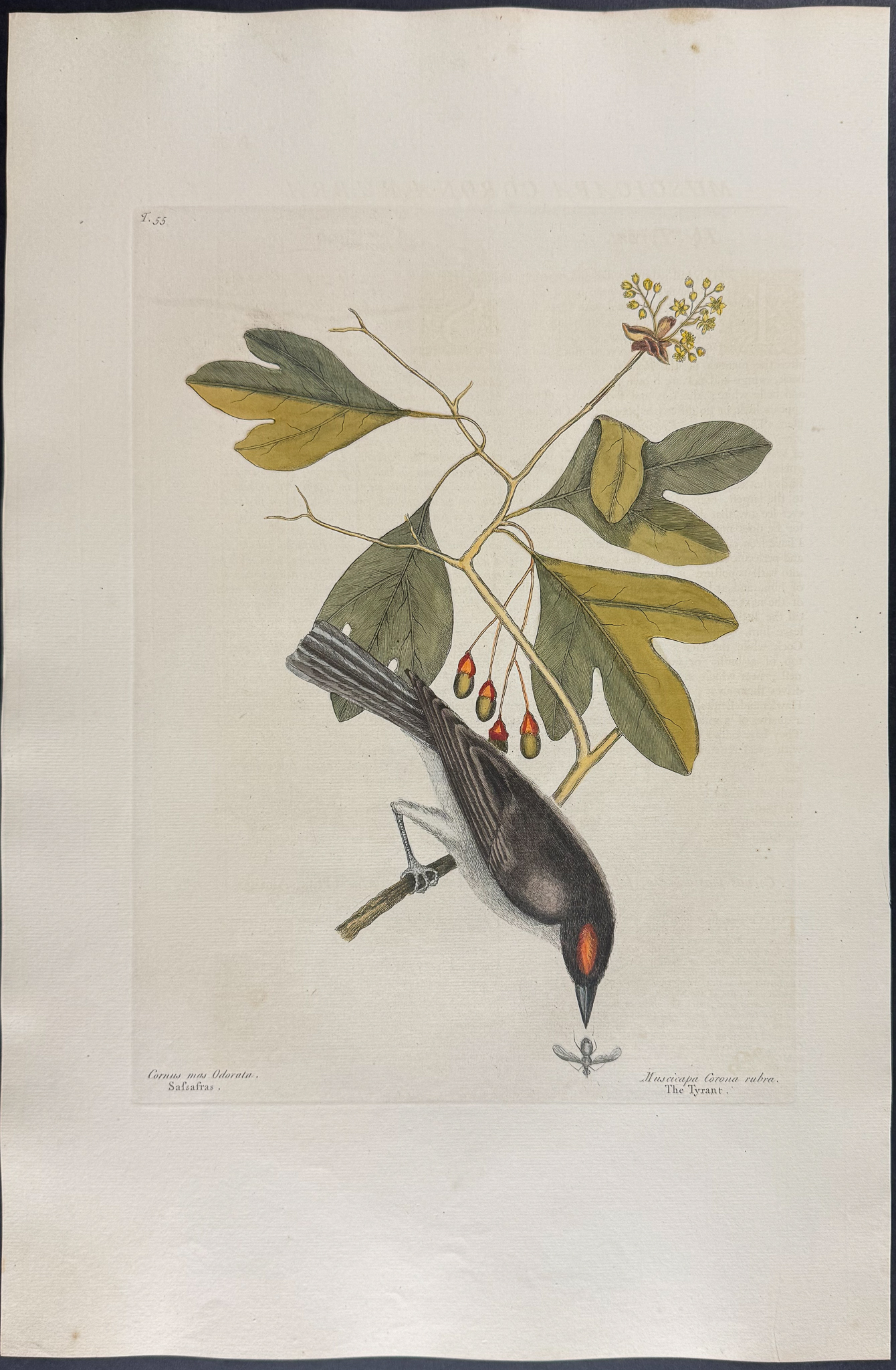 Catesby, Folio - Tyrant with Sassafras. 1-55