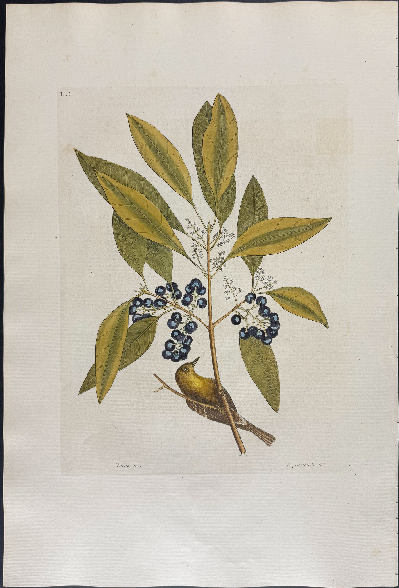 Catesby, Folio - Pine Creeper with Purple Berried Bay. 1-61