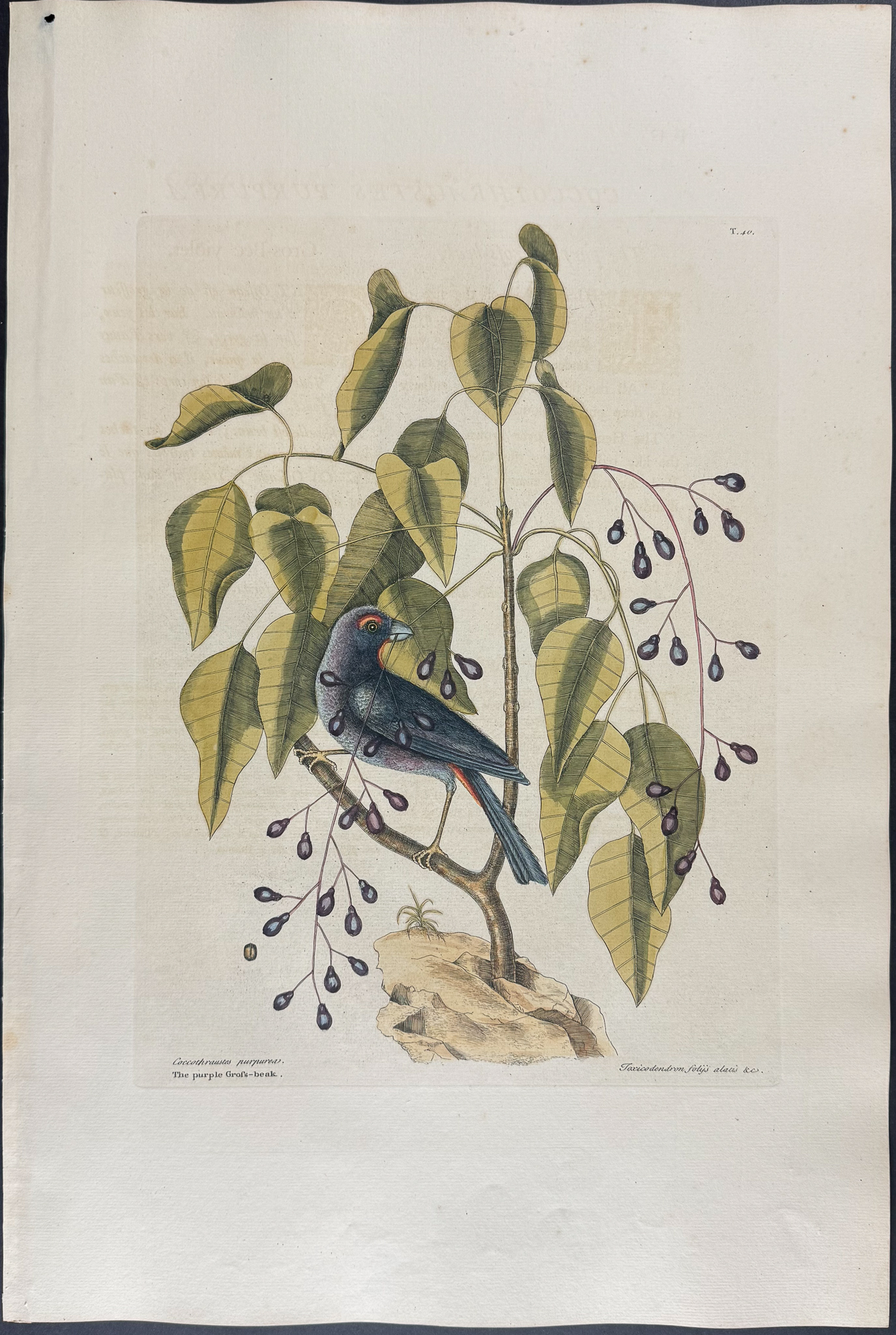 Catesby, Folio - Purple Grosbeak with Poison Wood. 1-40