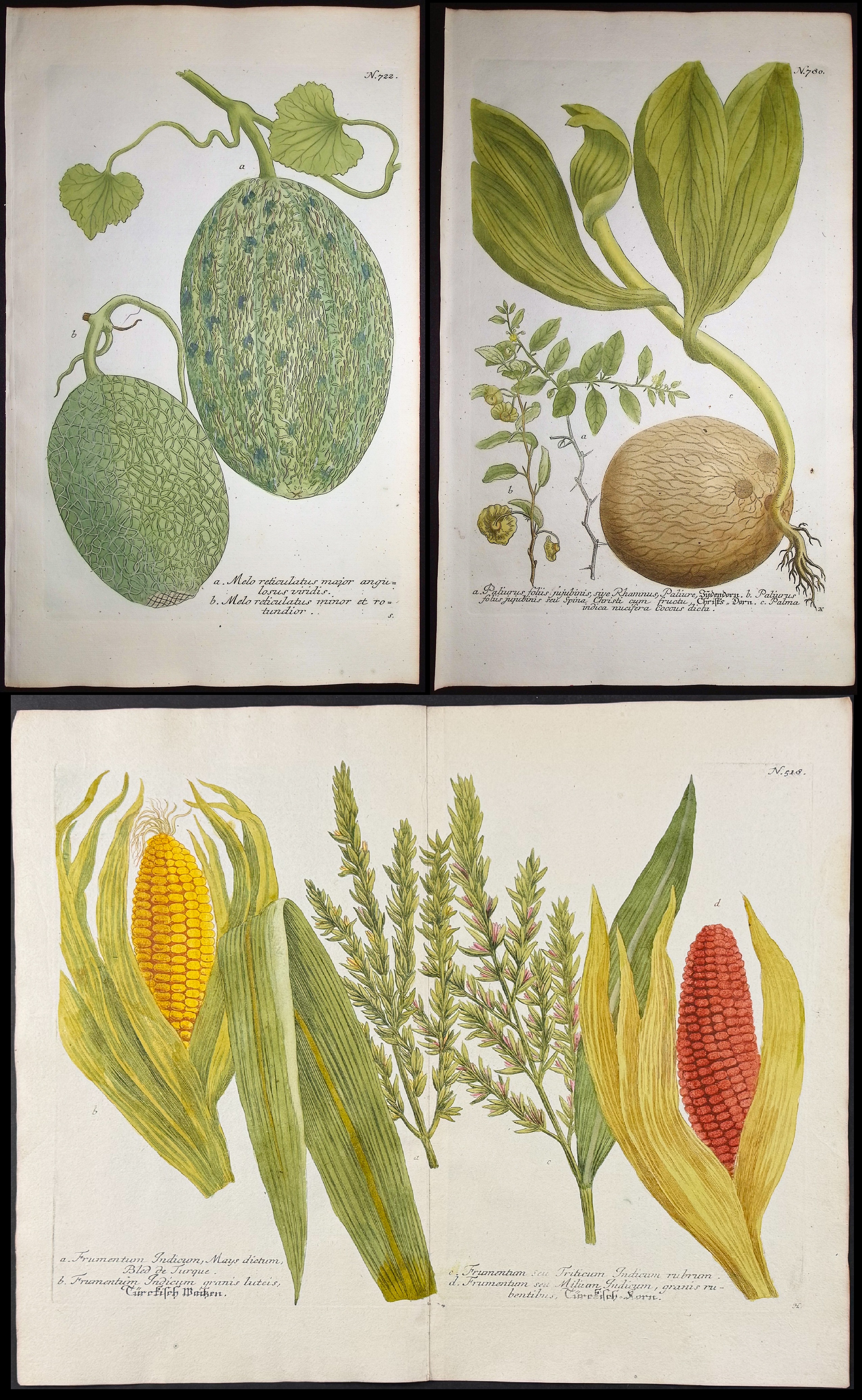 Weinmann - 8 Botanical Engravings: Melon, Banana, Coconut, Marigold, Corn, Pineapples, Radish, Narcissus