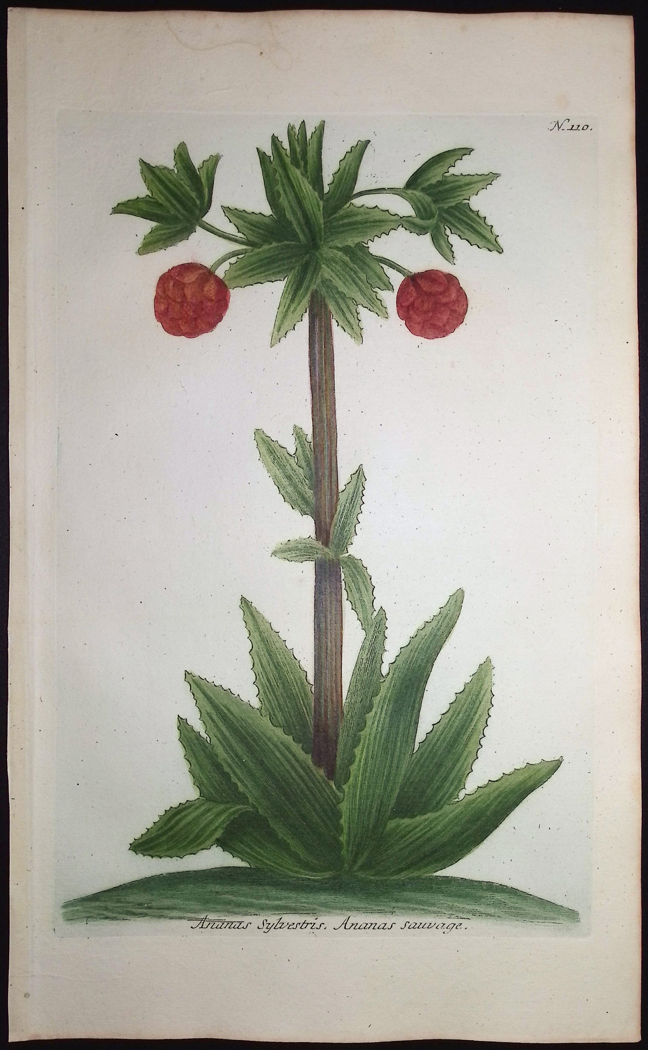 Weinmann - 8 Botanical Engravings: Melon, Banana, Coconut, Marigold, Corn, Pineapples, Radish, Narcissus