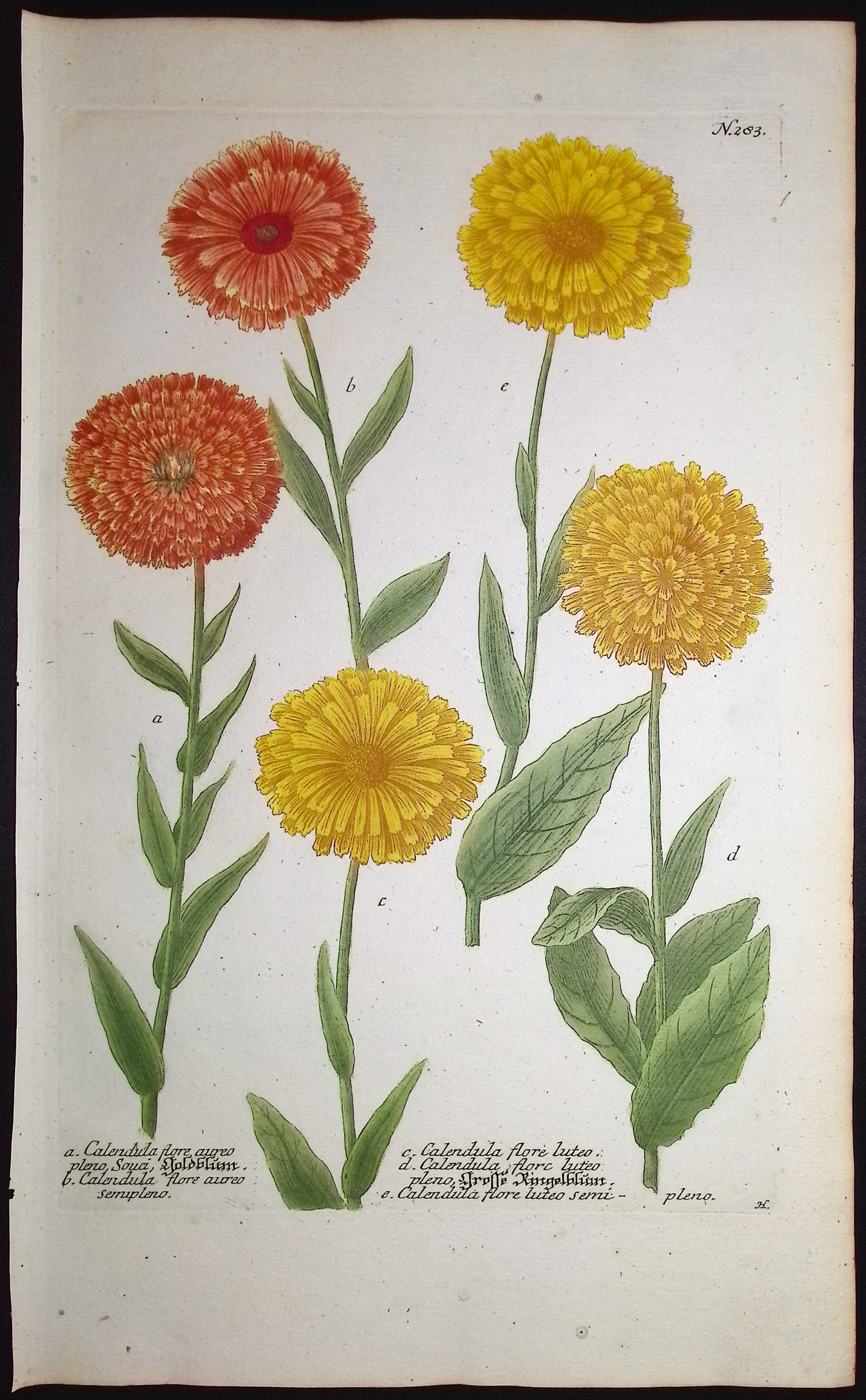 Weinmann - 8 Botanical Engravings: Melon, Banana, Coconut, Marigold, Corn, Pineapples, Radish, Narcissus