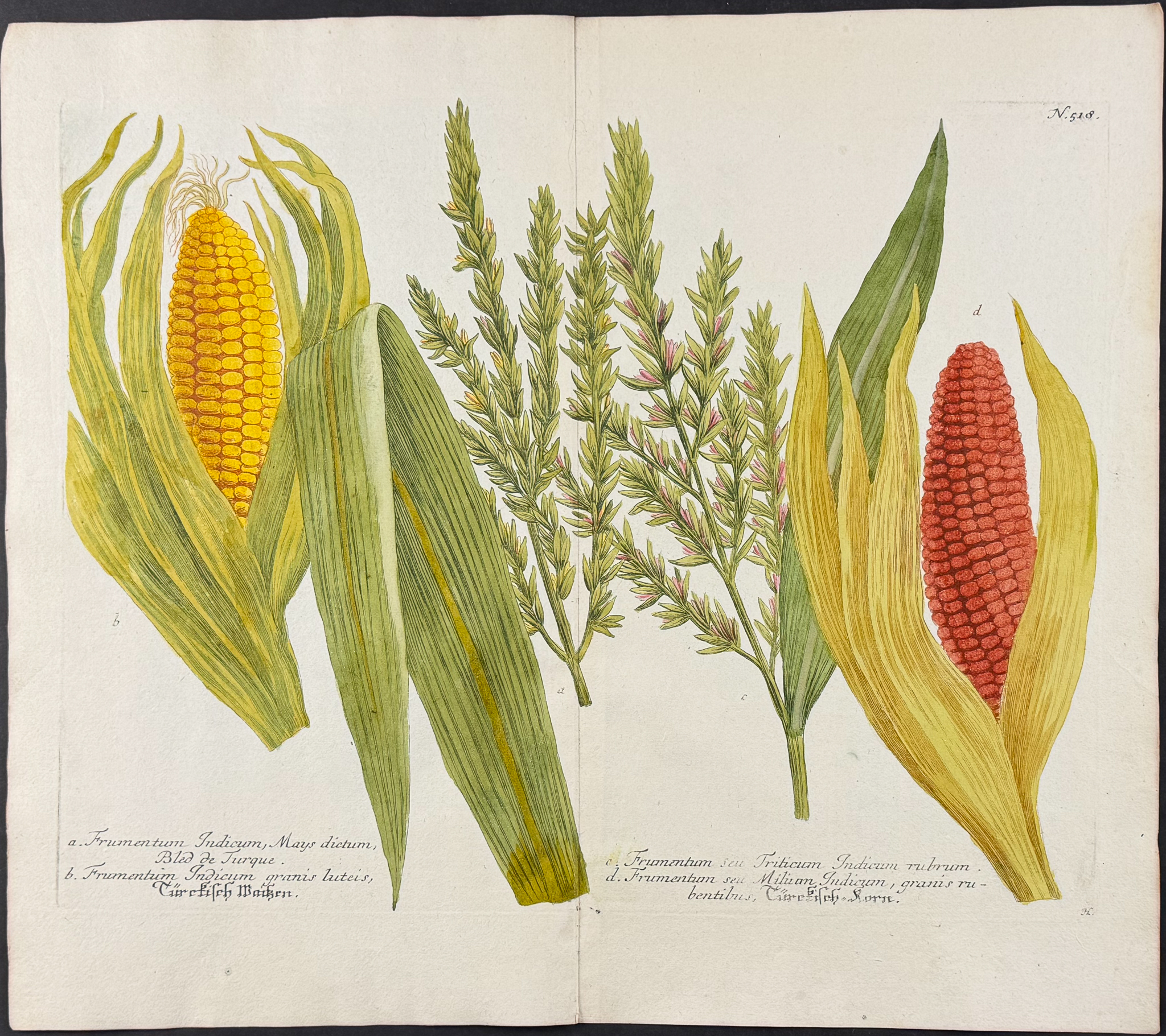 Weinmann - 8 Botanical Engravings: Melon, Banana, Coconut, Marigold, Corn, Pineapples, Radish, Narcissus