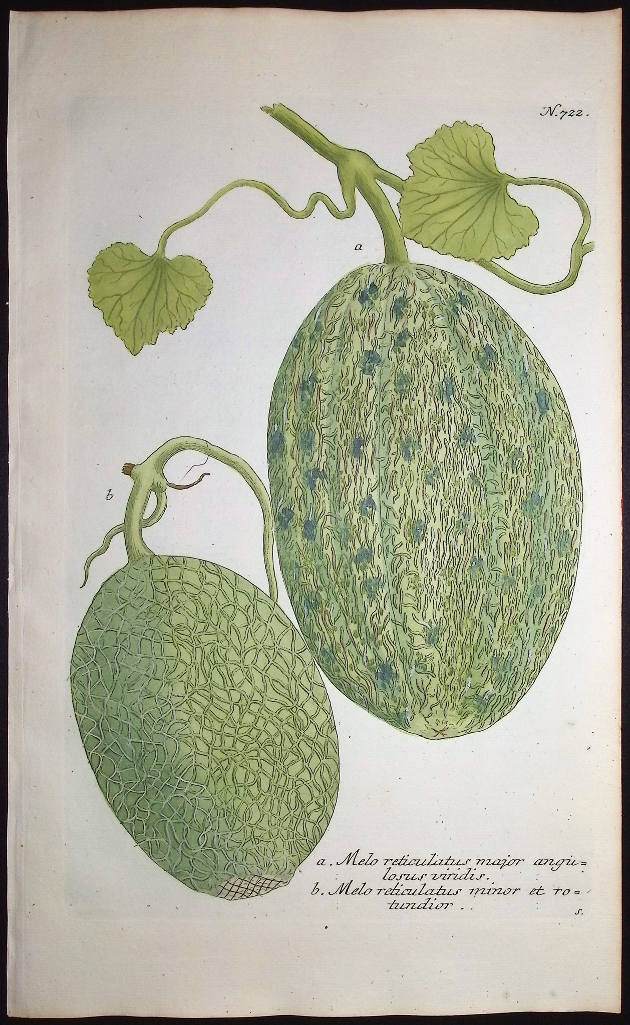 Weinmann - 8 Botanical Engravings: Melon, Banana, Coconut, Marigold, Corn, Pineapples, Radish, Narcissus