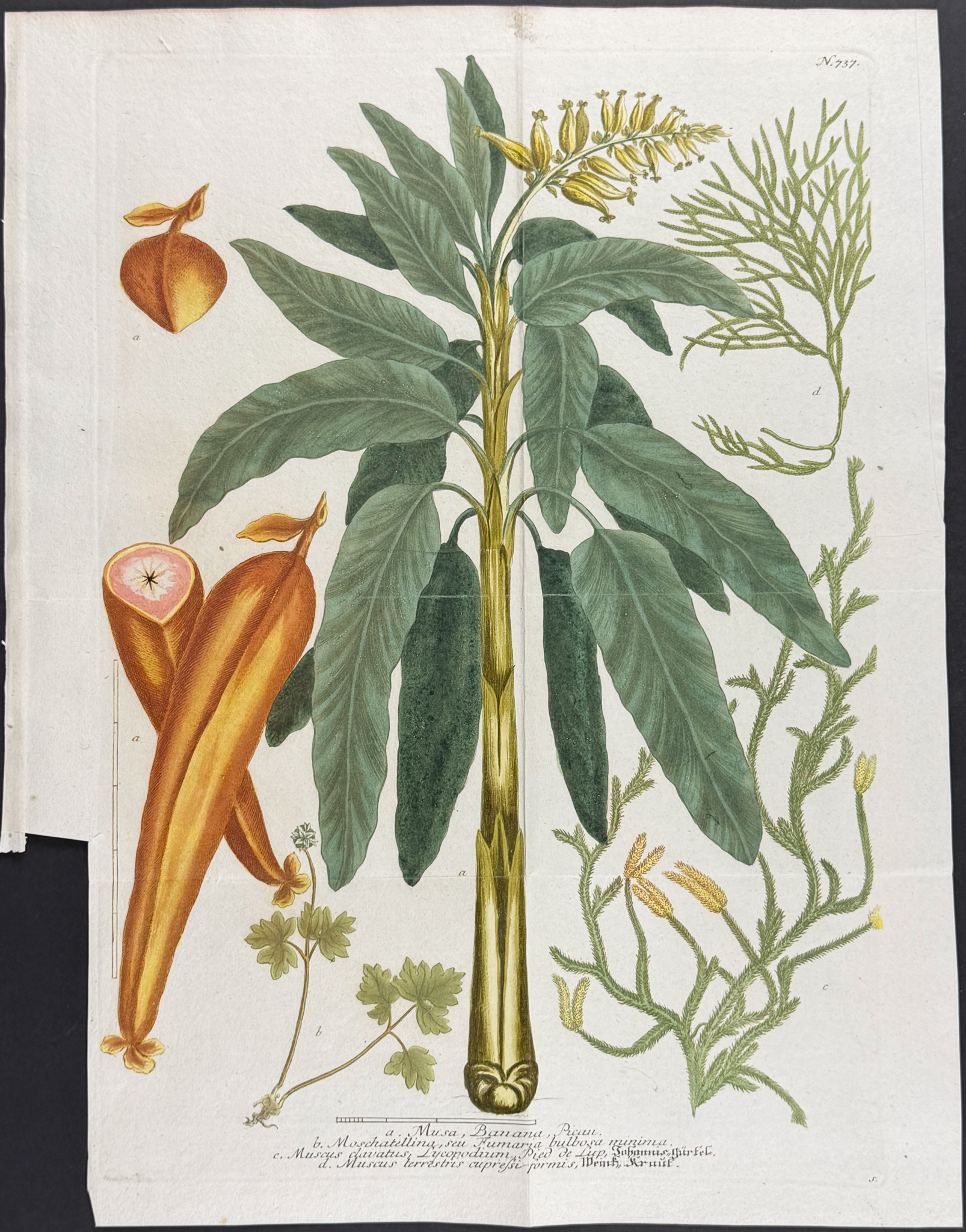 Weinmann - 8 Botanical Engravings: Melon, Banana, Coconut, Marigold, Corn, Pineapples, Radish, Narcissus