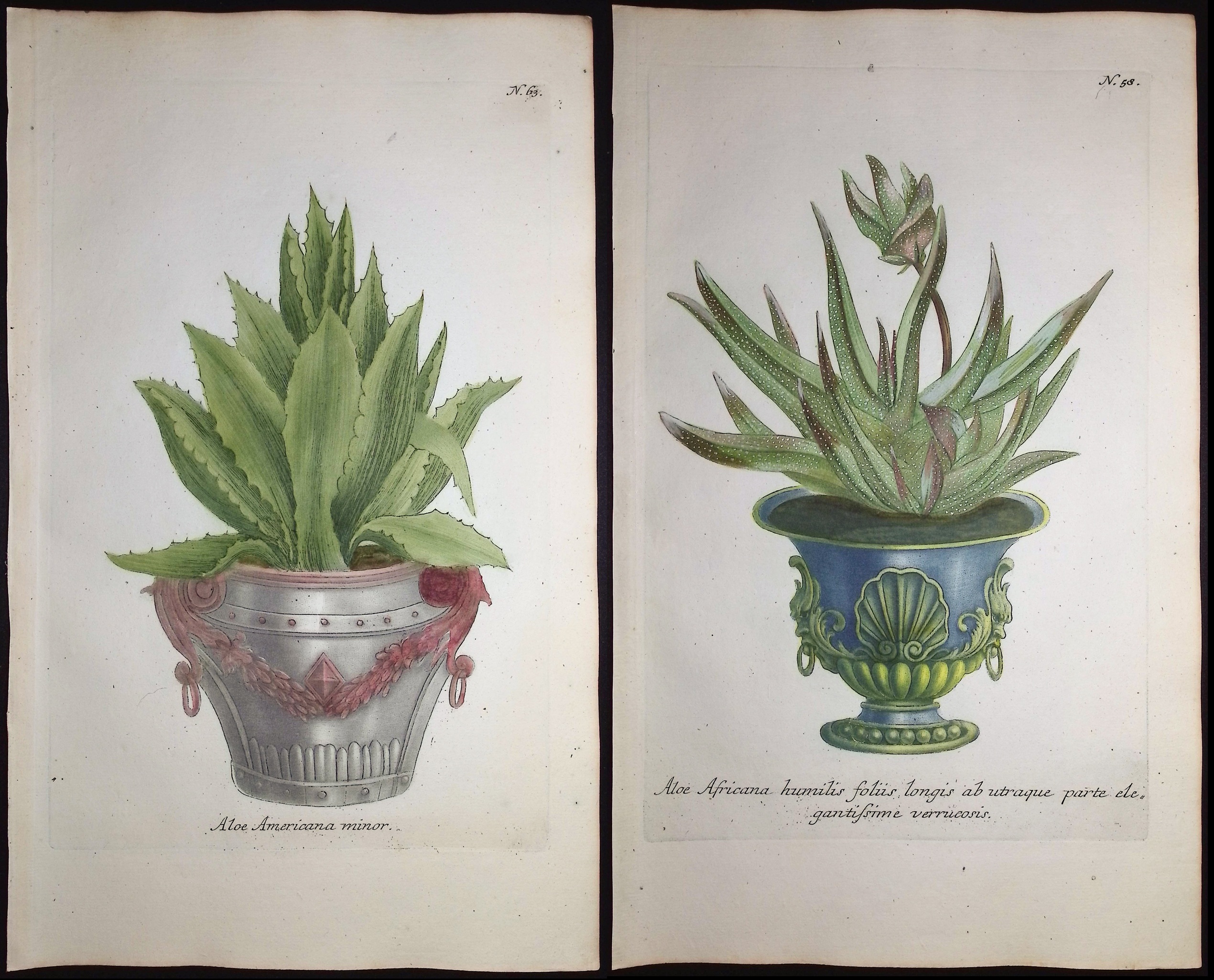 Weinmann - 4 Aloe Engravings
