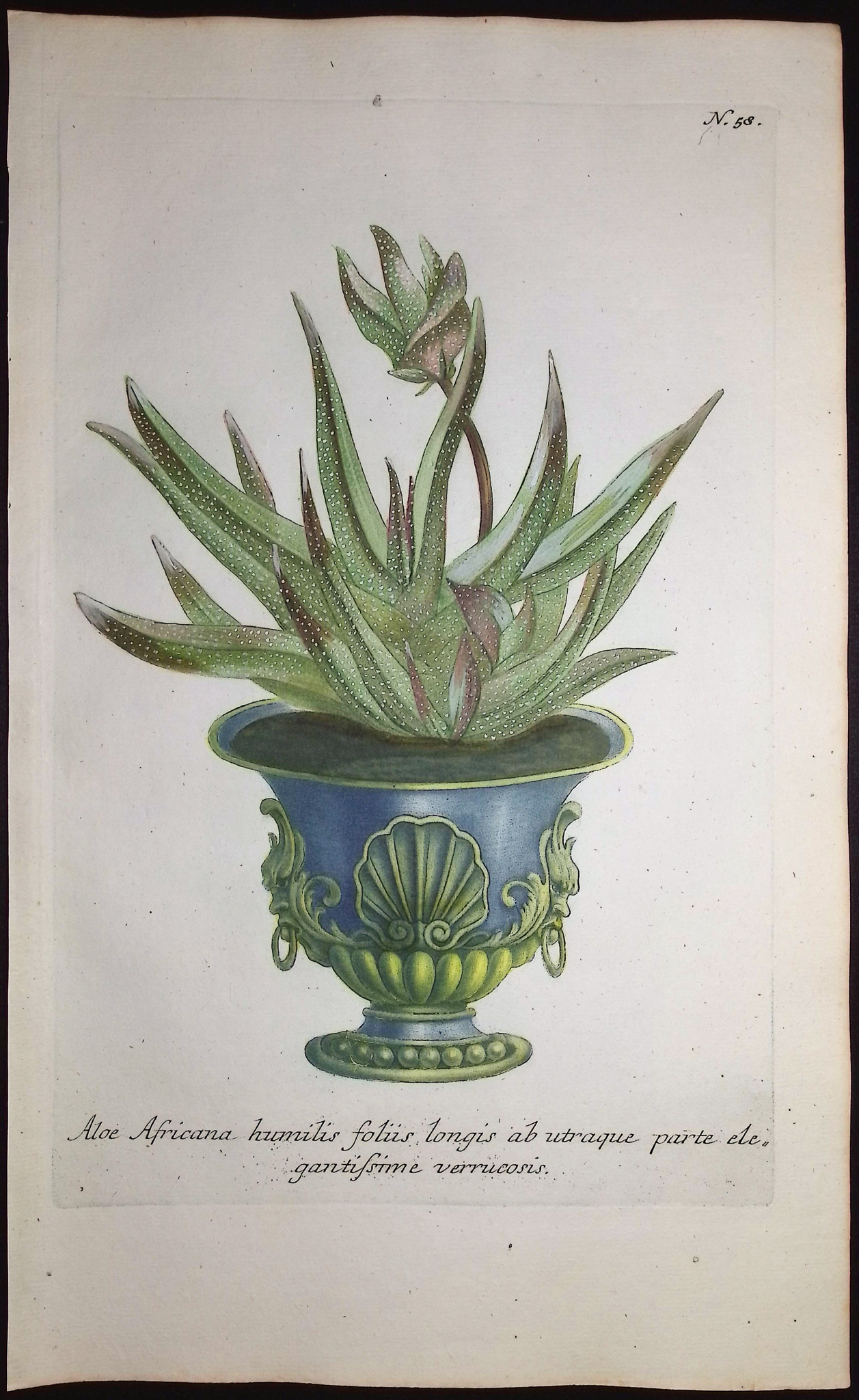 Weinmann - 4 Aloe Engravings