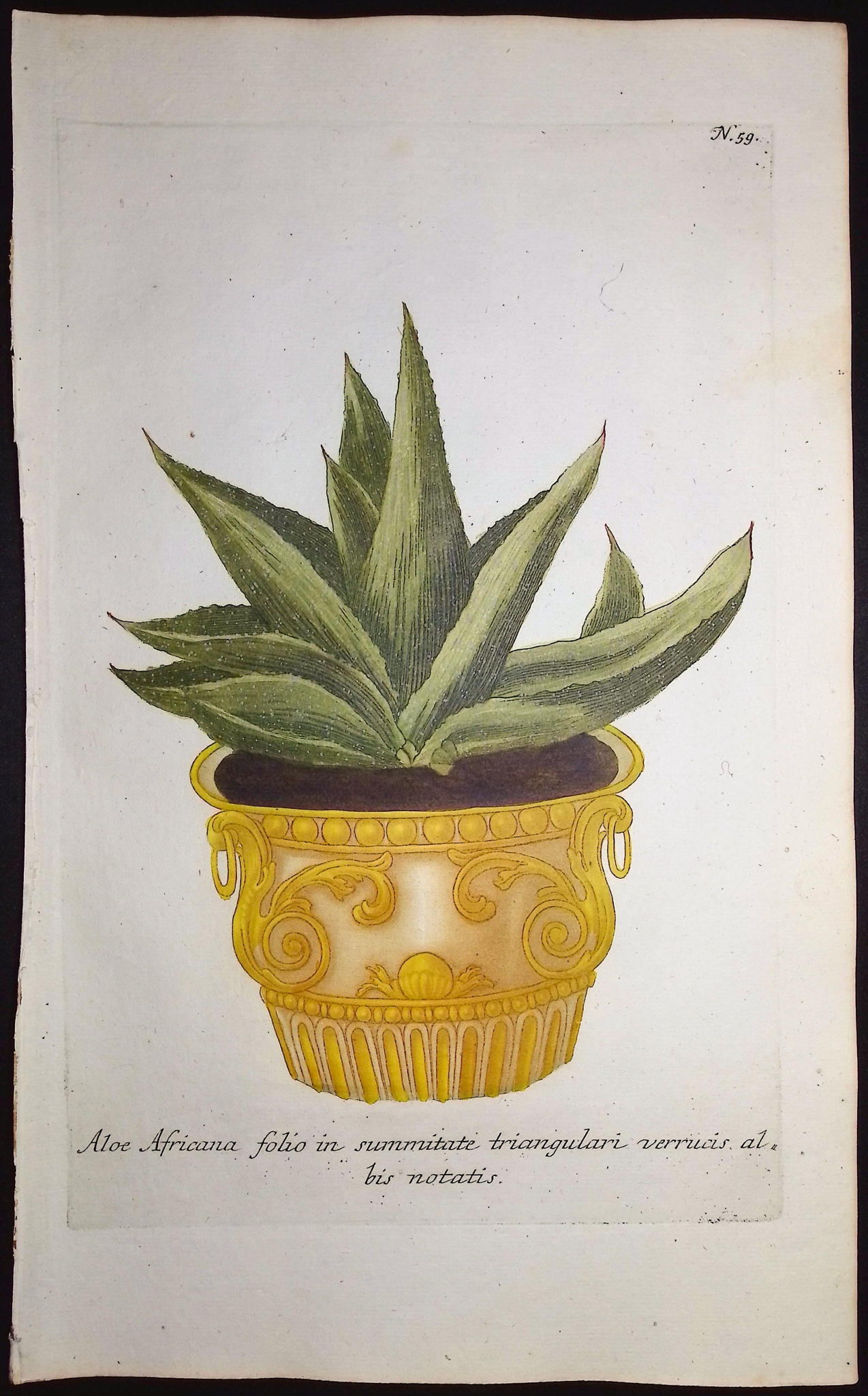 Weinmann - 4 Aloe Engravings