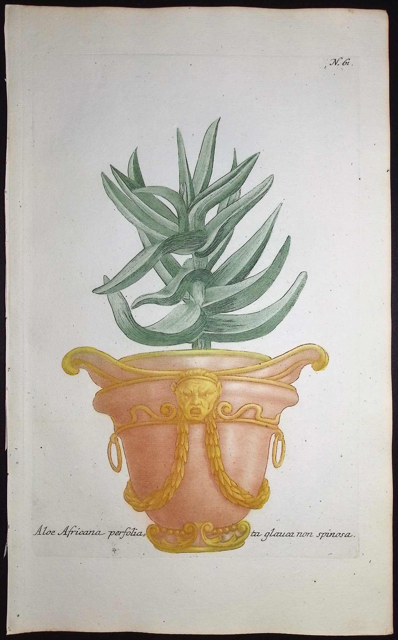 Weinmann - 4 Aloe Engravings