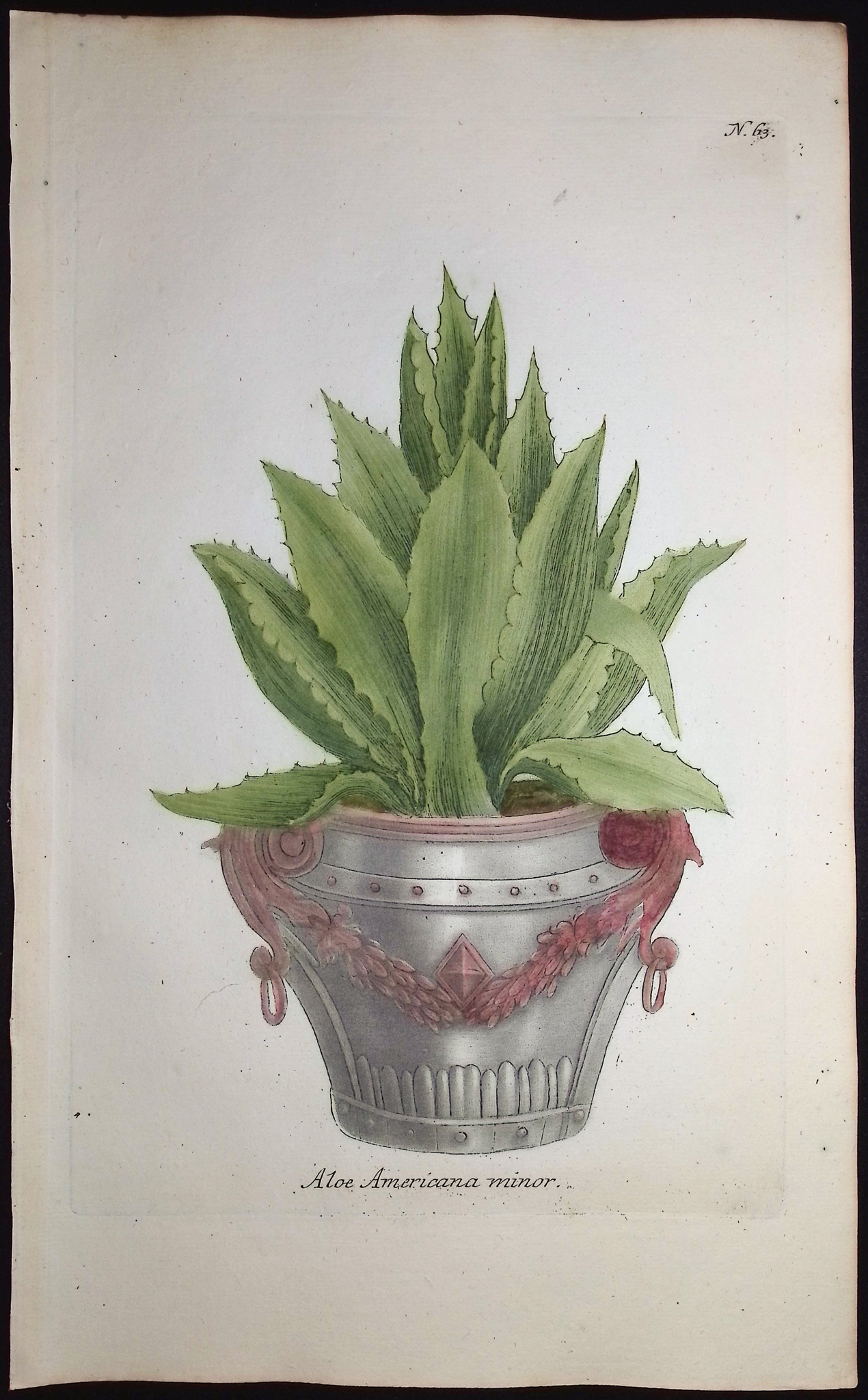 Weinmann - 4 Aloe Engravings