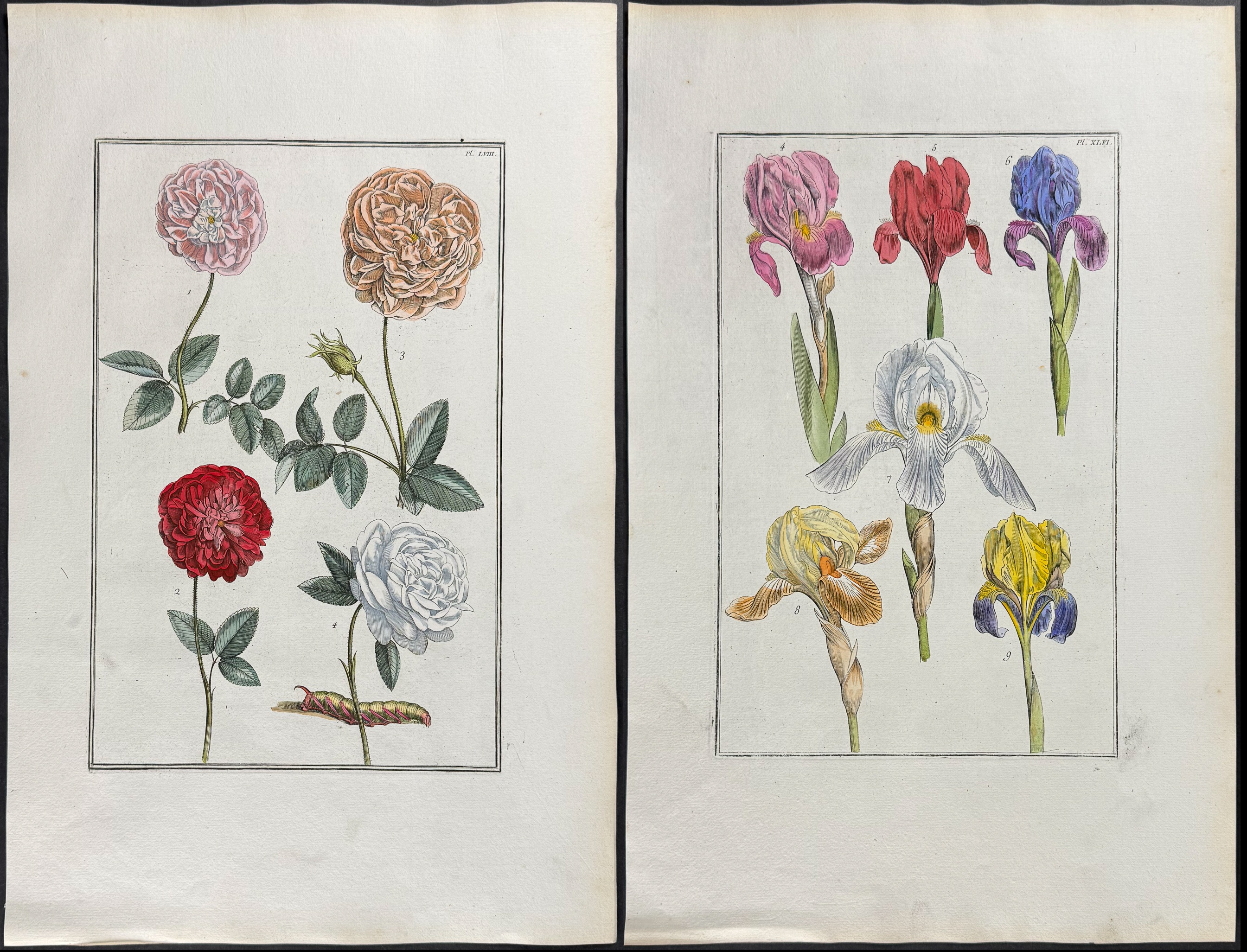 Rabel - 5 Botanical Engravings: Rose, Iris, Buttercup, Fritillary, Passion Flower
