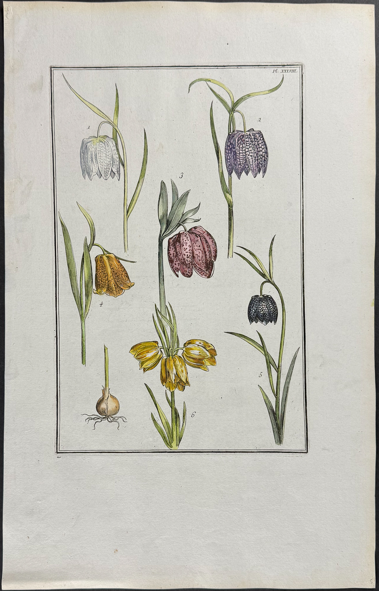 Rabel - 5 Botanical Engravings: Rose, Iris, Buttercup, Fritillary, Passion Flower