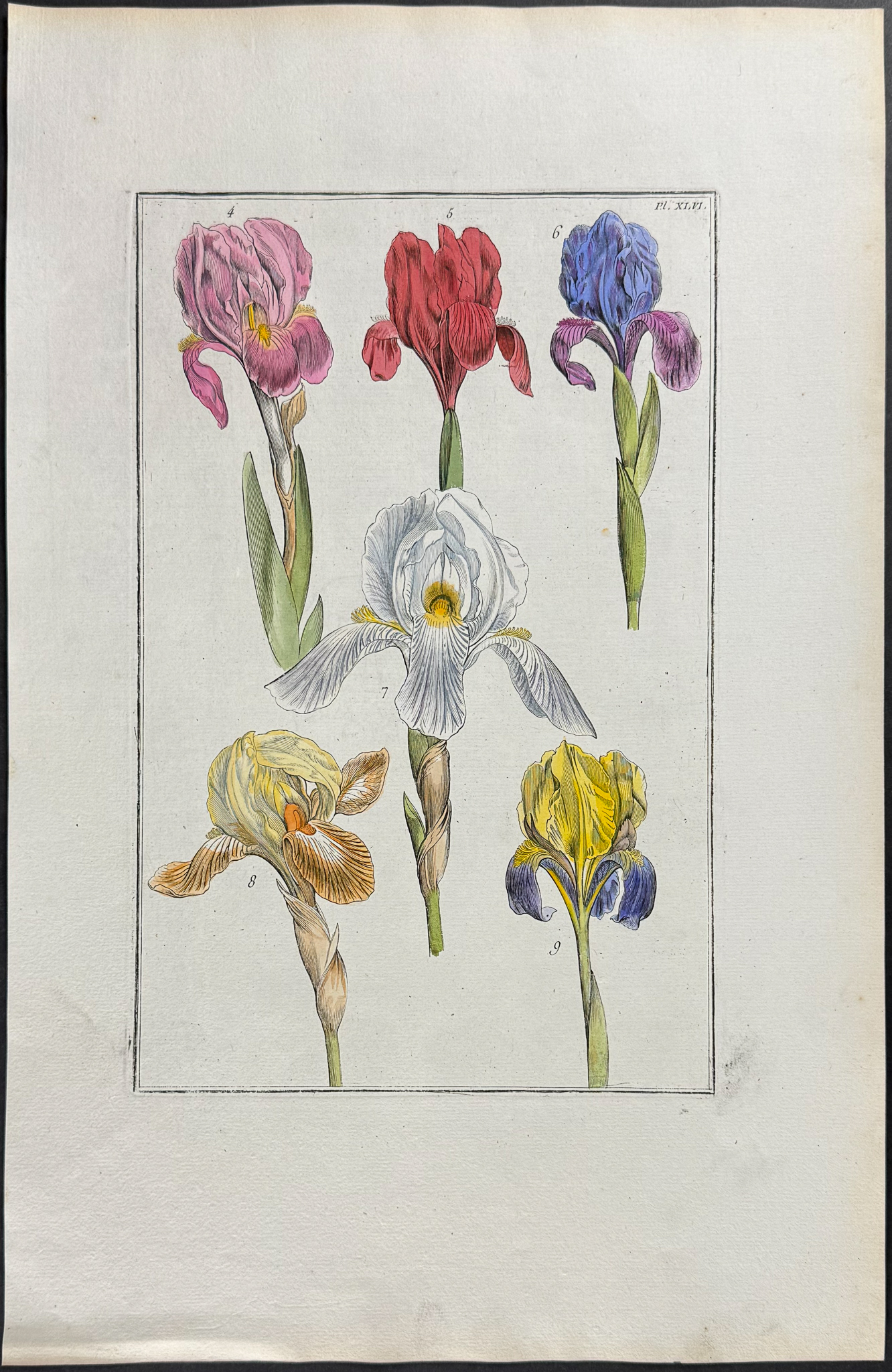 Rabel - 5 Botanical Engravings: Rose, Iris, Buttercup, Fritillary, Passion Flower